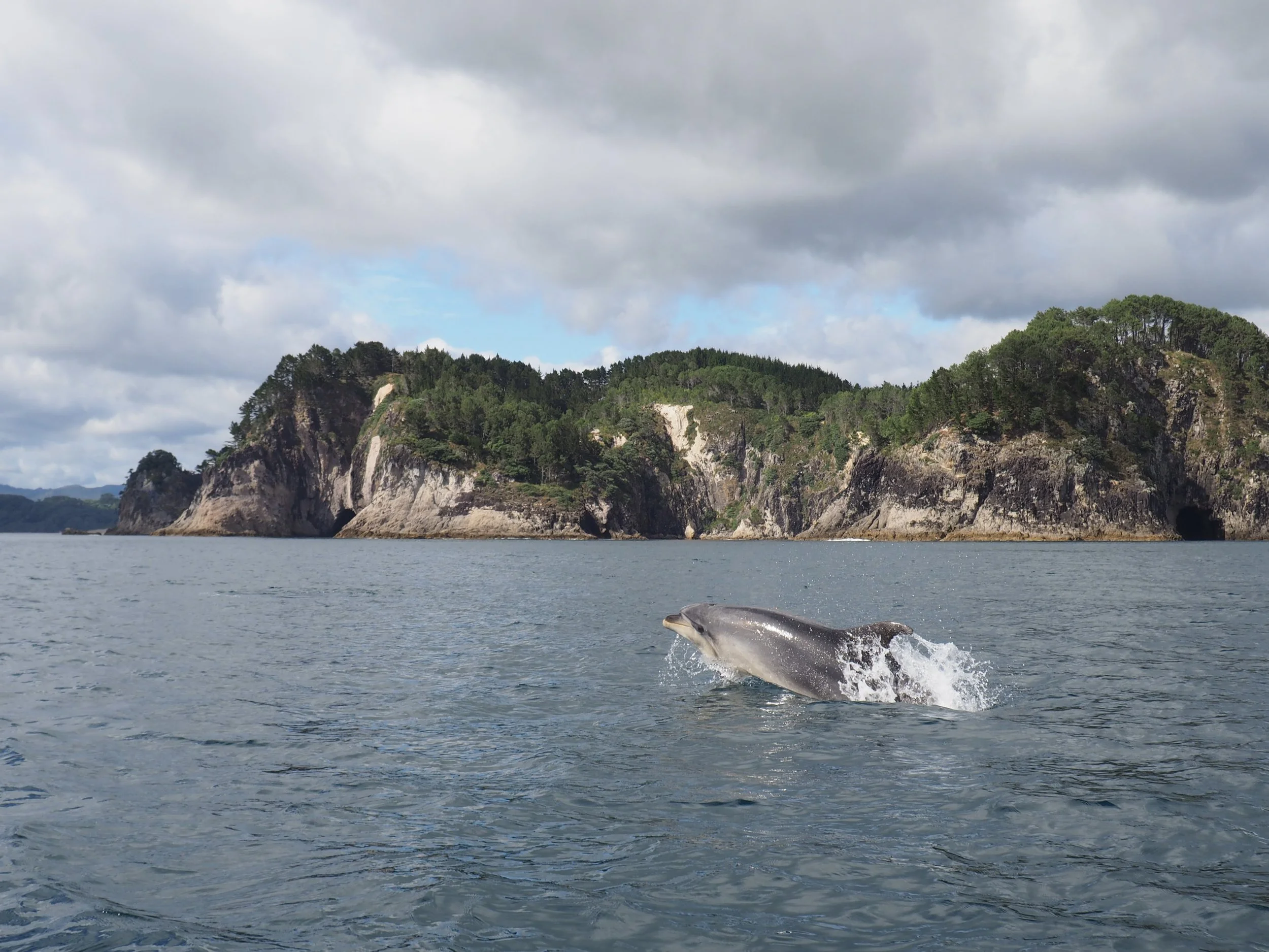 Whitianga Boat Tour Dolphin