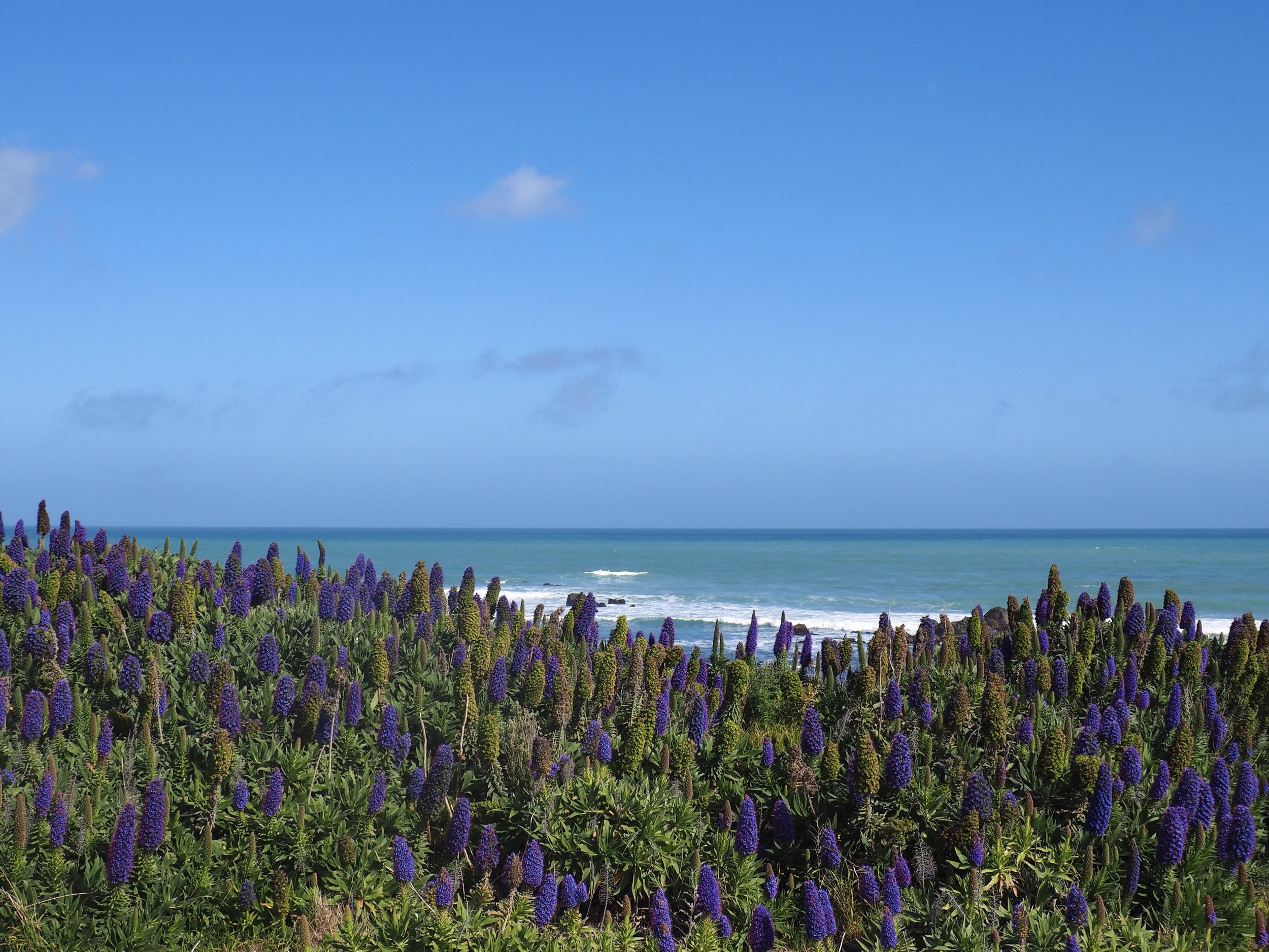 Flowers at Cape Palliser