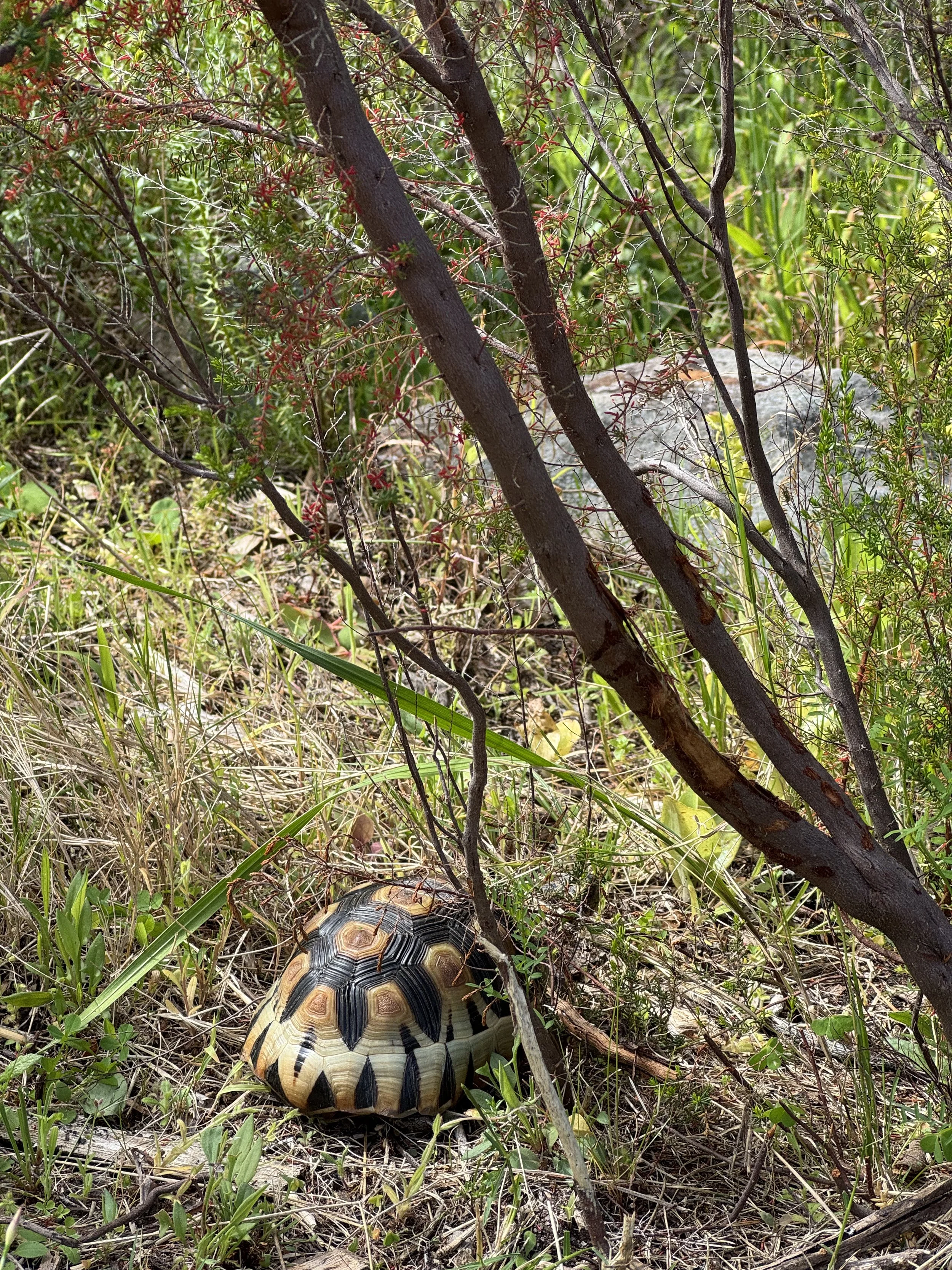 Tortoise_Kirstenbosch_CT.jpg