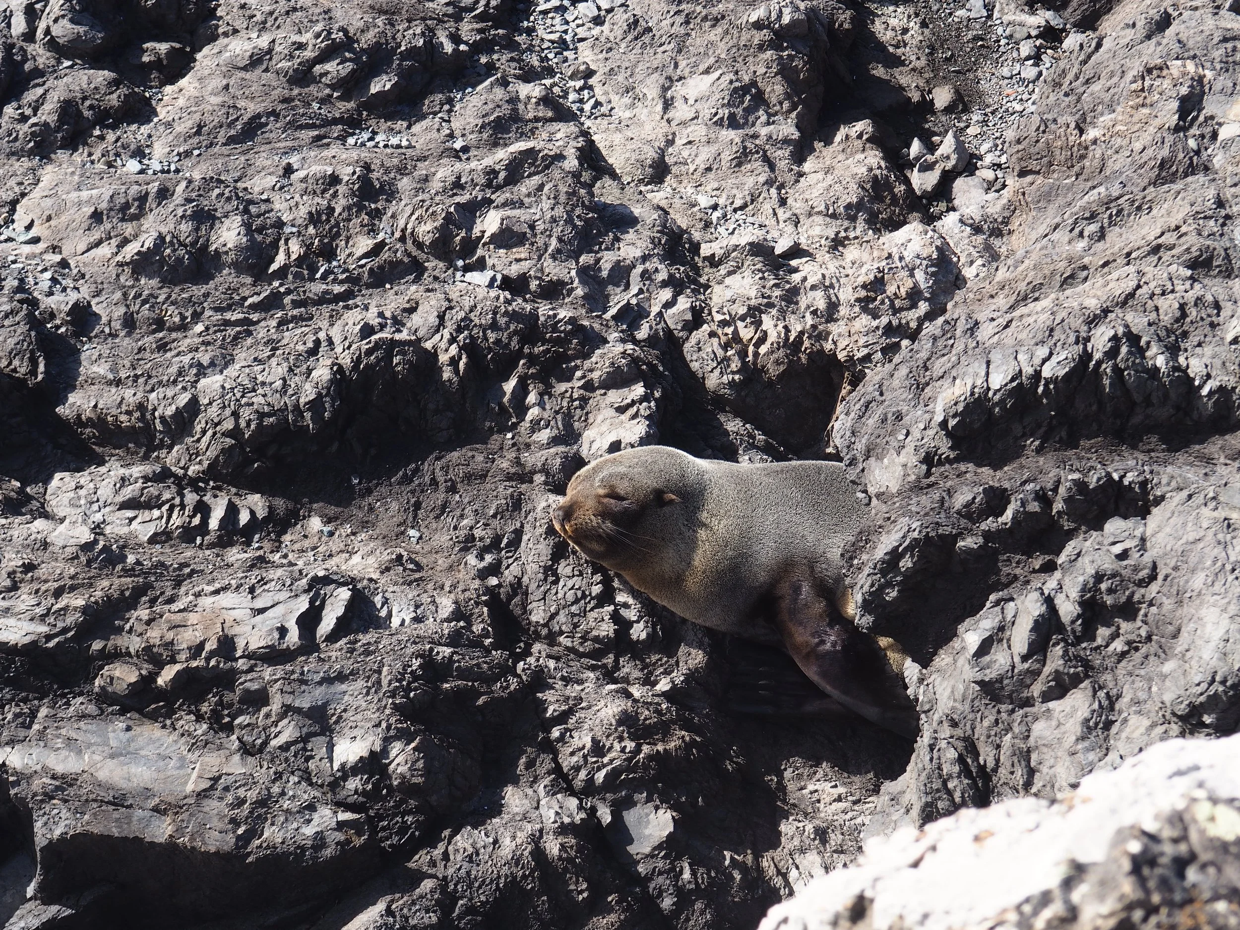 Fur Seal at Cape Palliser