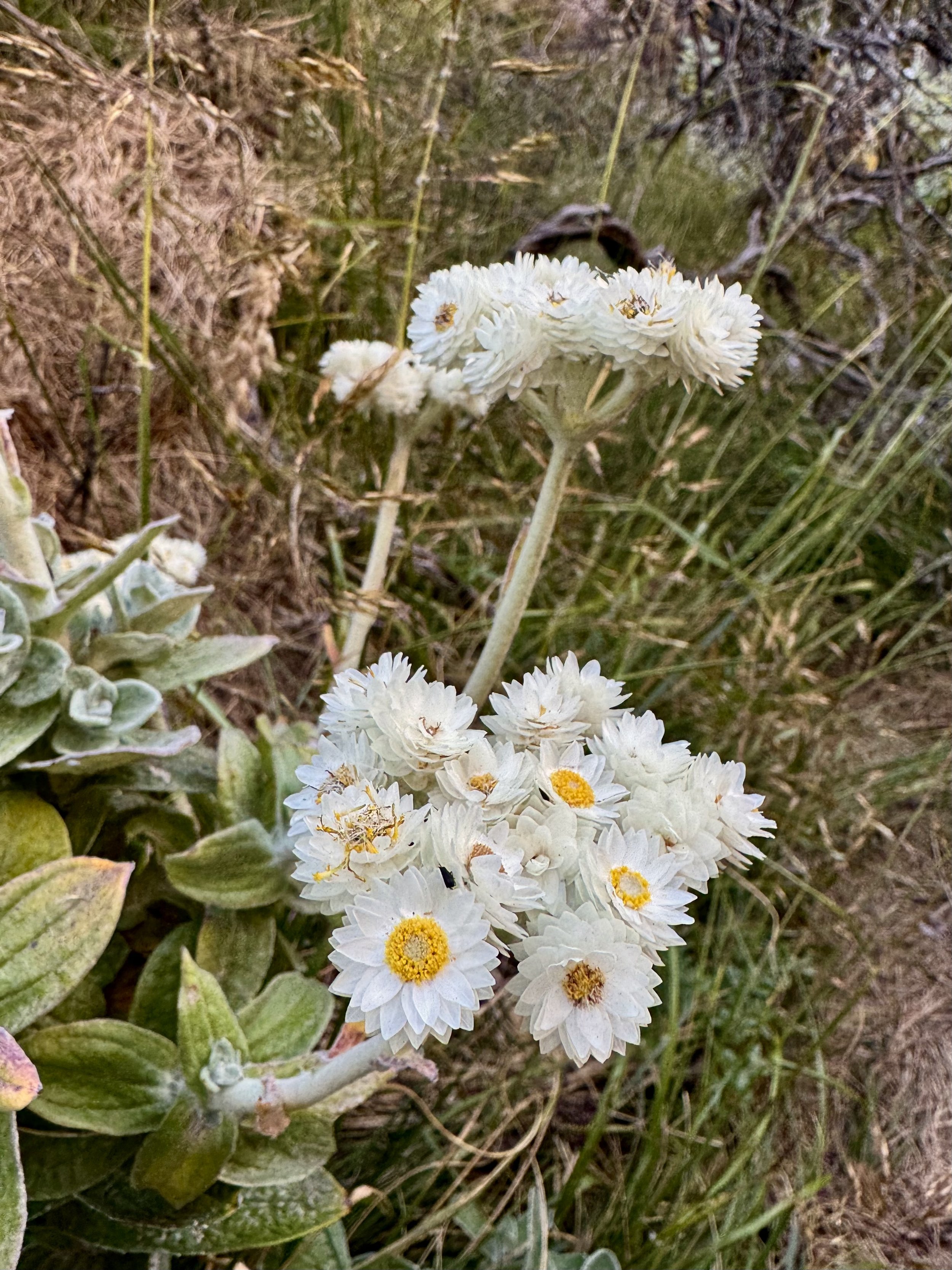 Platteklip_Gorge_Flower.jpg