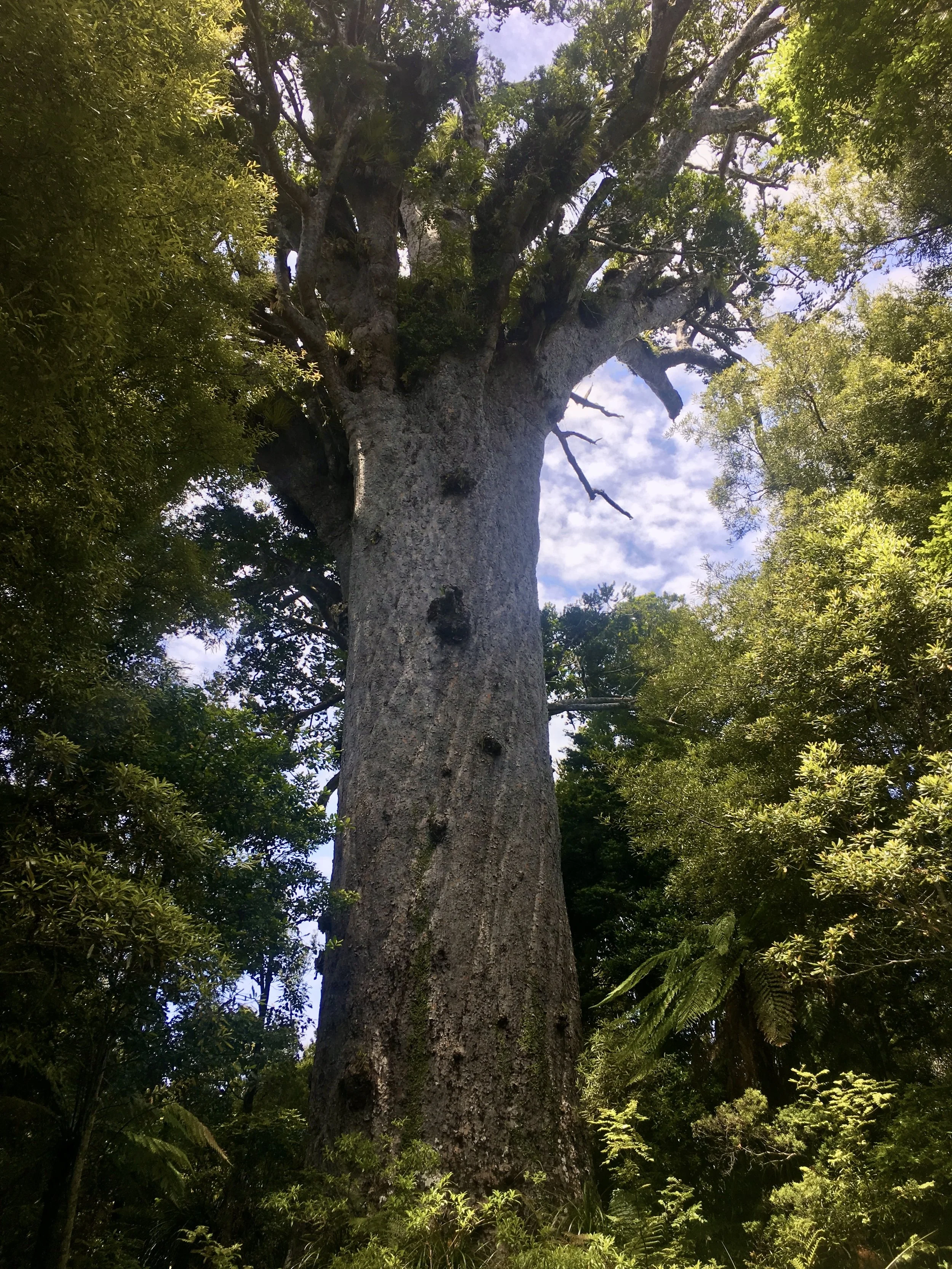 “Lord of the Forest"