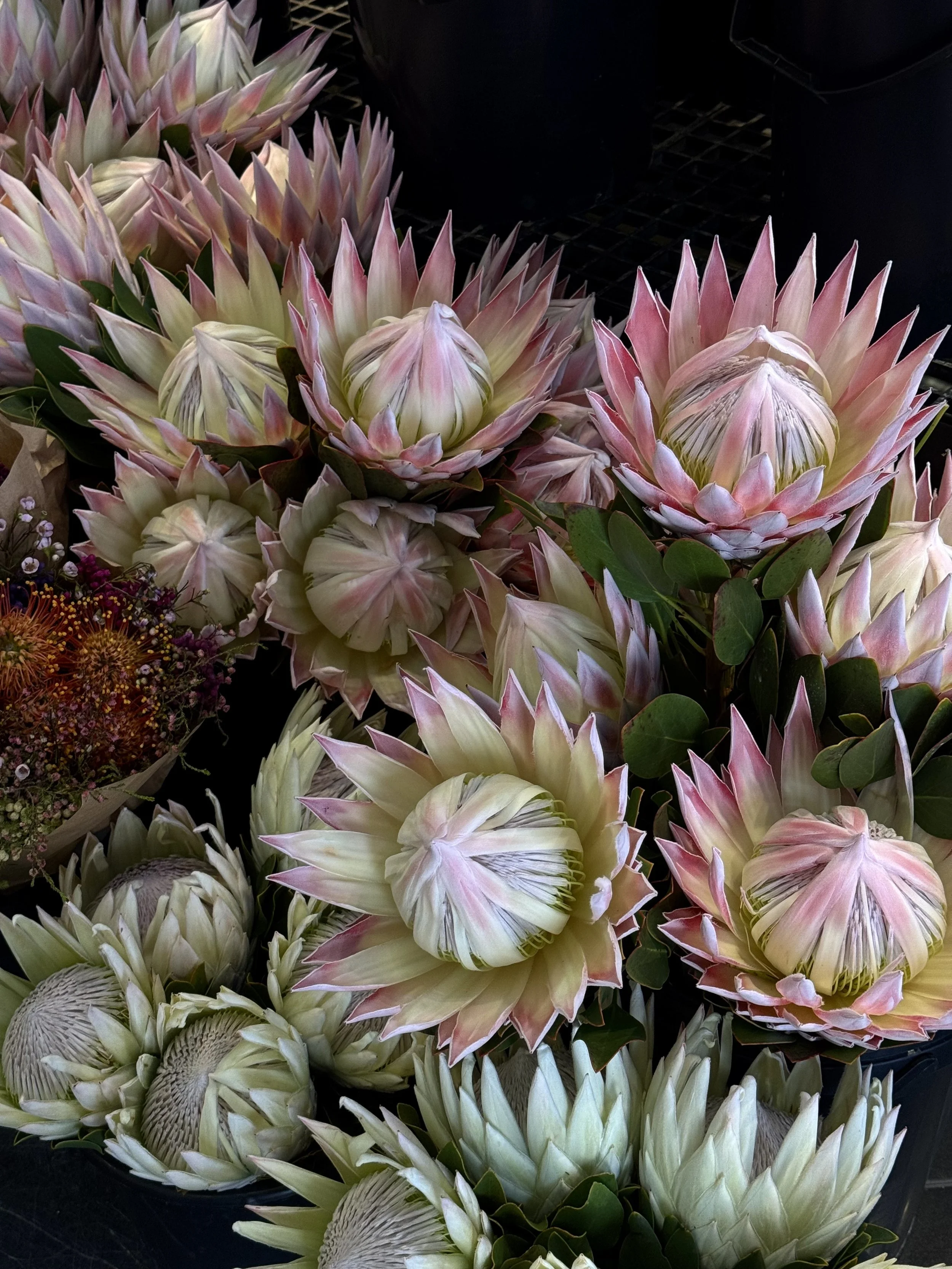 Proteas_Cape_Town.jpg