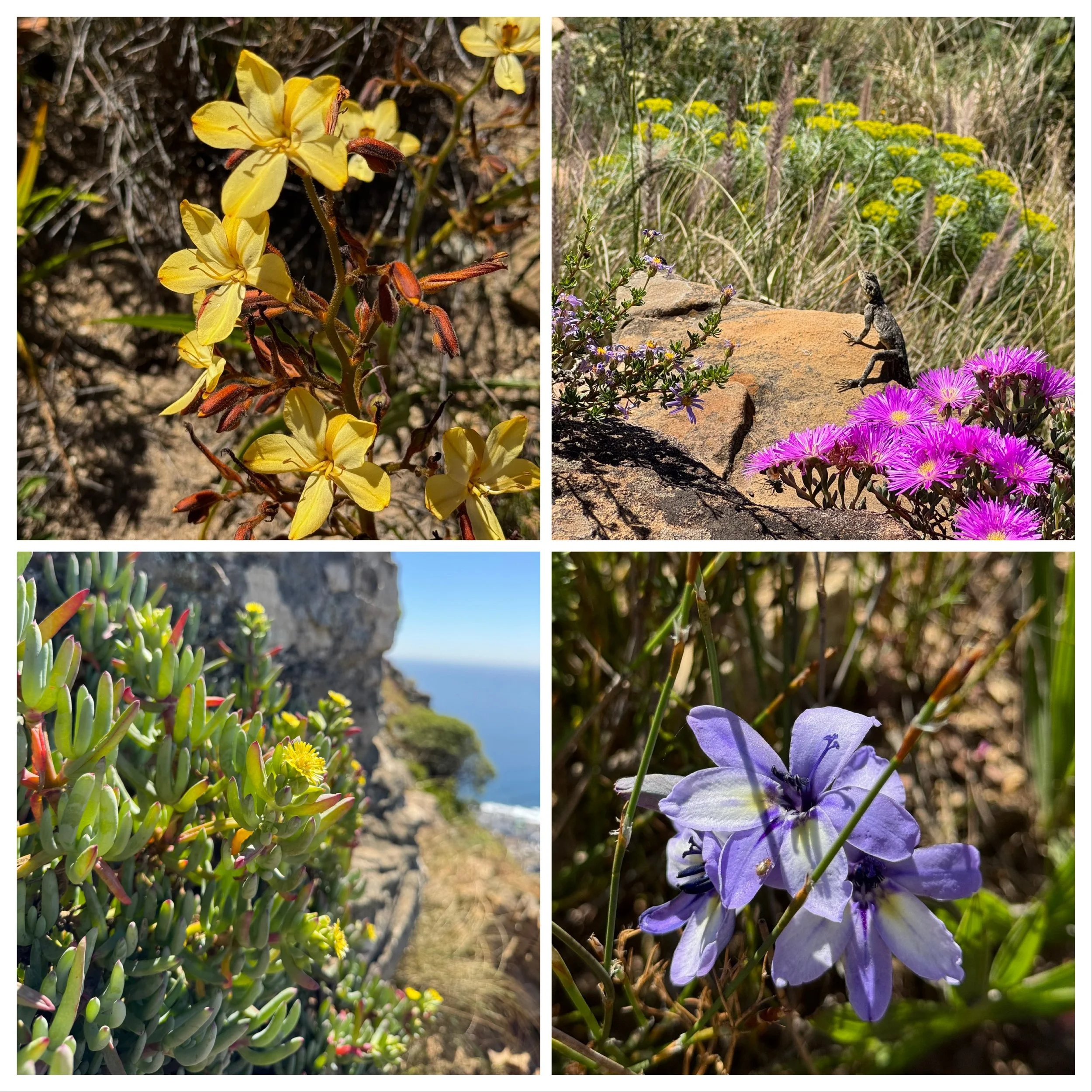 Flowers_LionsHead_CapeTown.jpeg