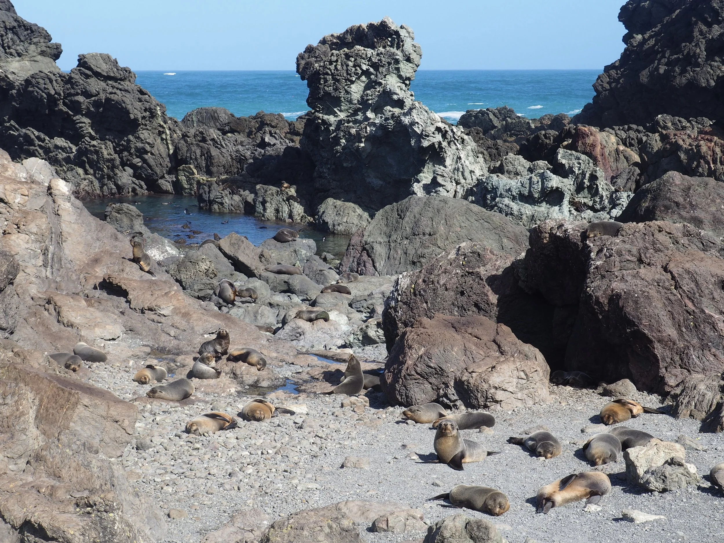 Fur Seal Colony at Cape Palliser