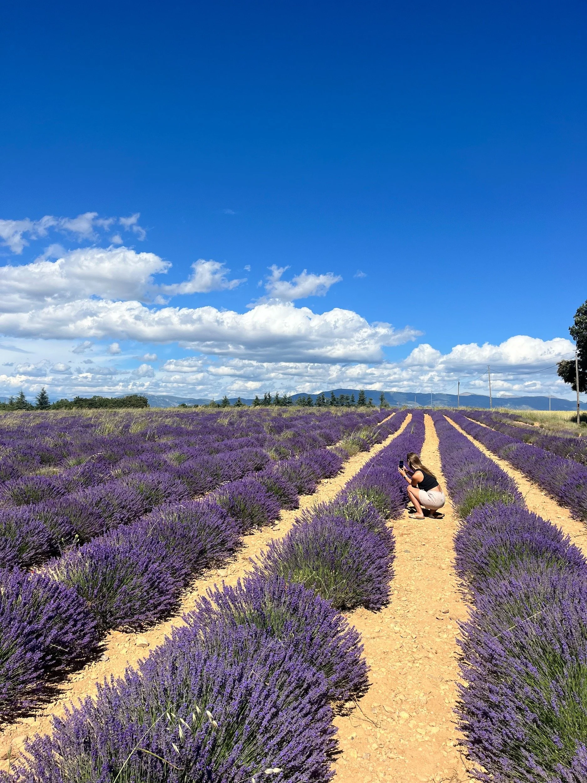 Nora sitting between rows of blooming lavender in Provence, France.