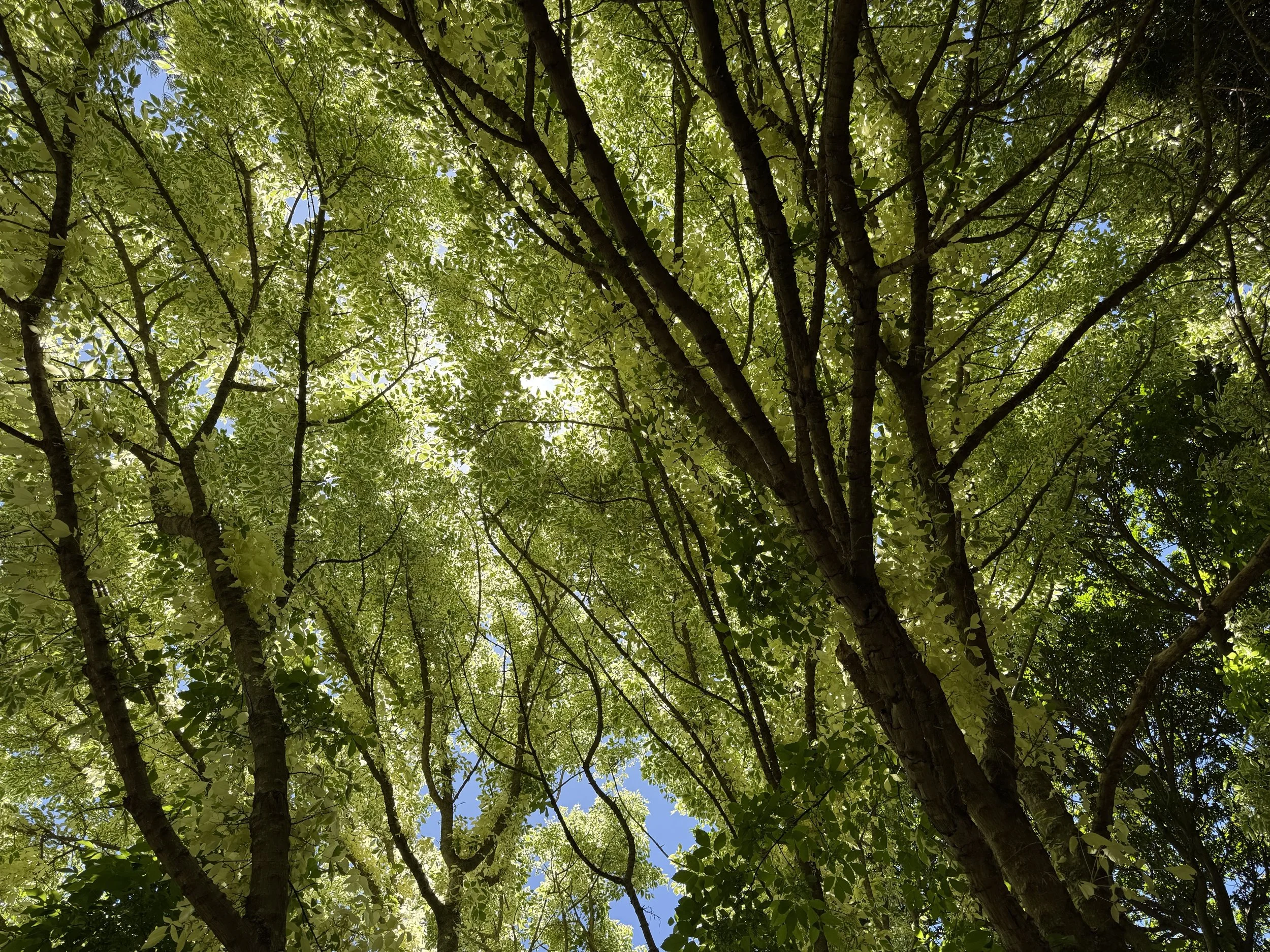 CompanysGarden_CapeTown.jpg