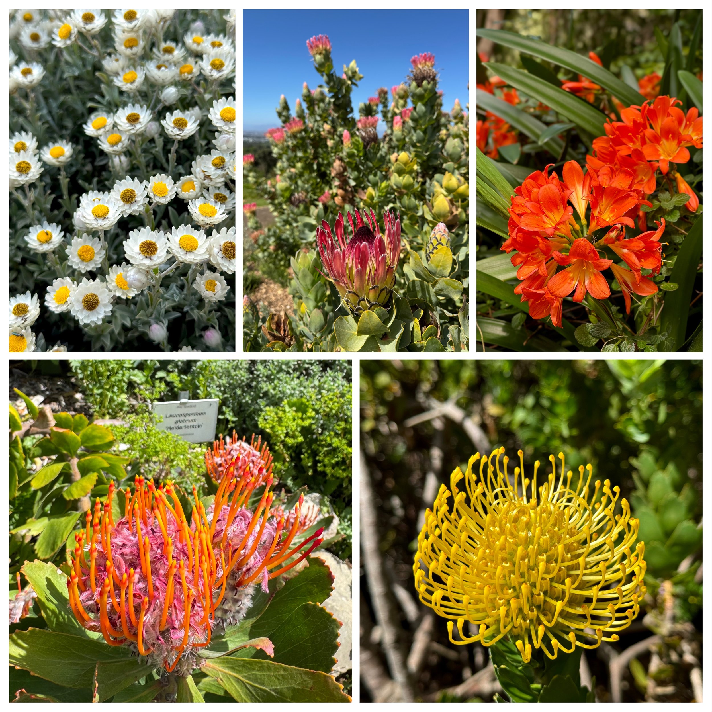 Flowers_Kirstenbosch_CapeTown.jpeg