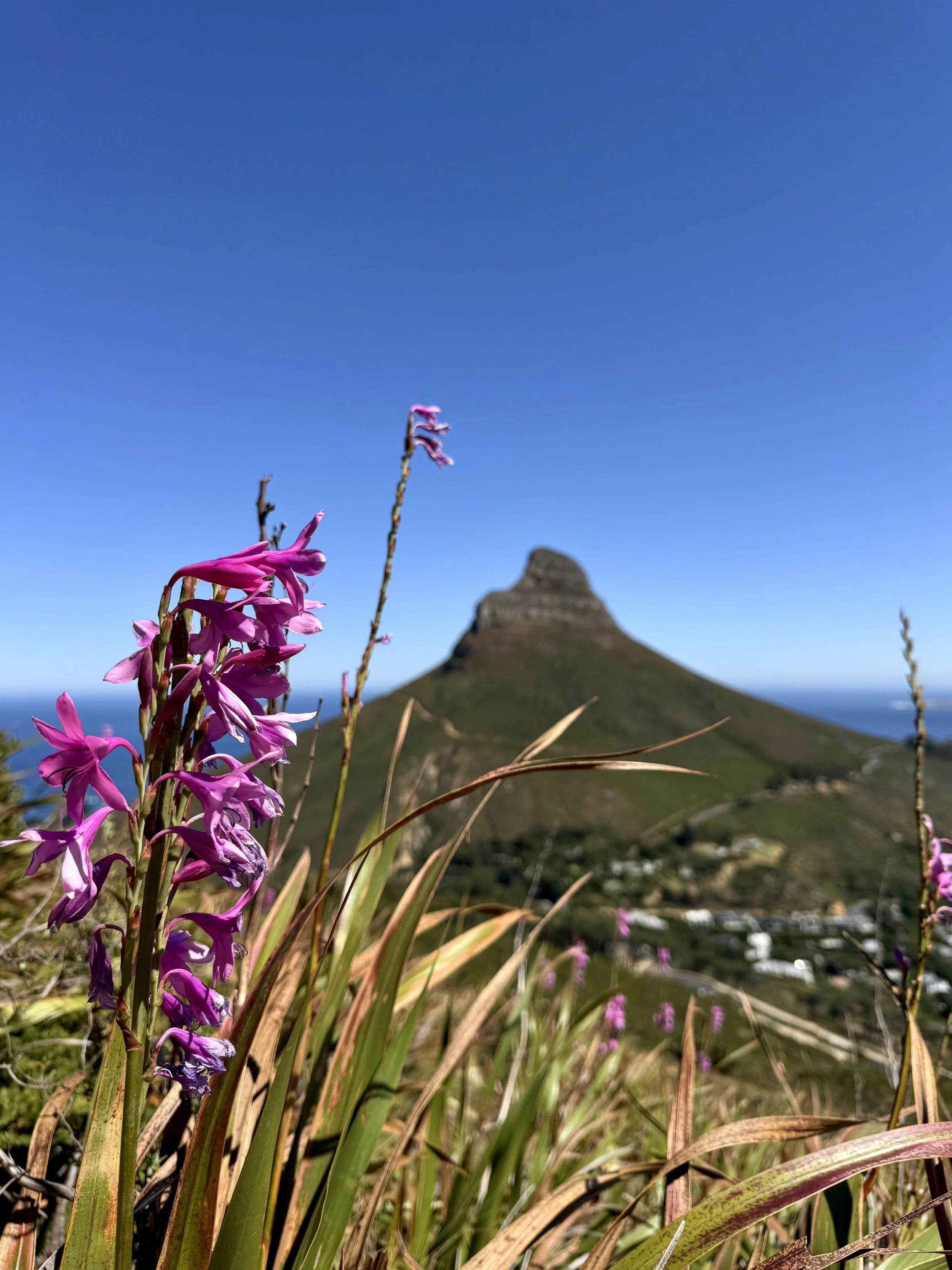 KloofCorner_Hike_CapeTown_flower.jpg