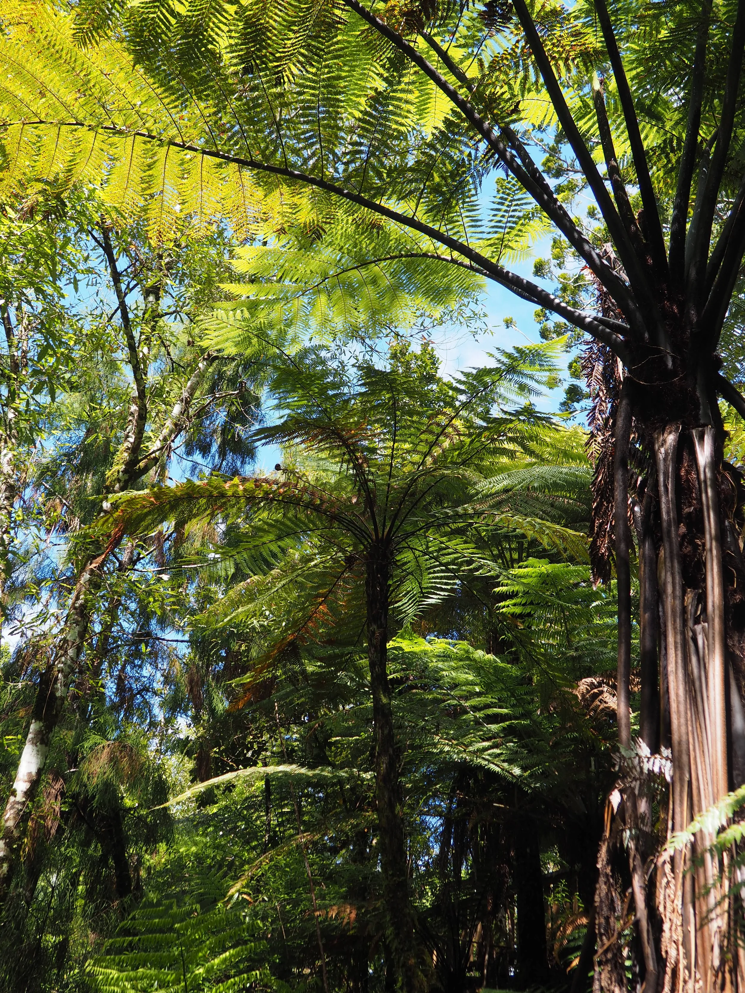 Waiau Kauri Grove Ferns