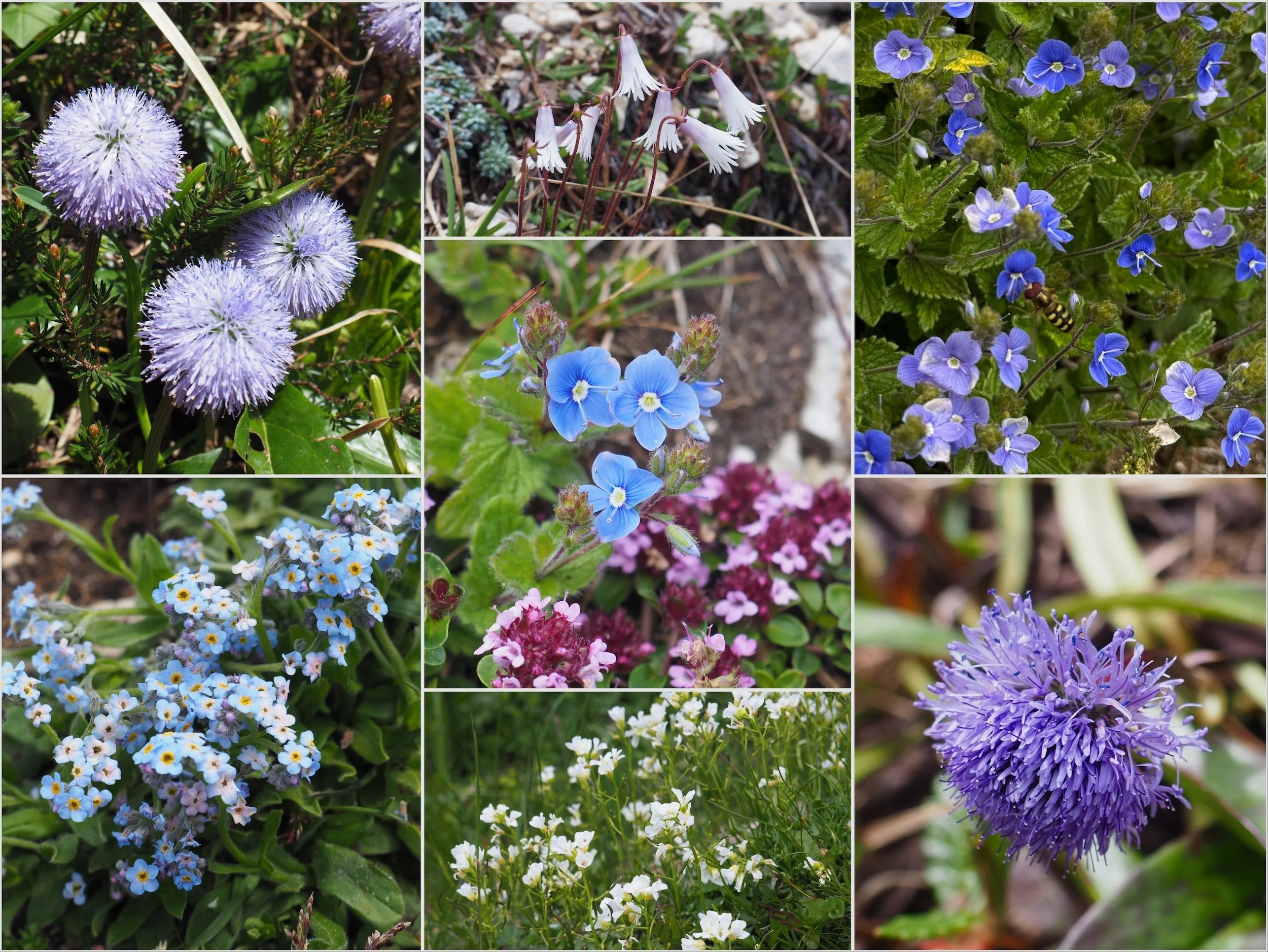 Flowers-Slovenia-181.jpeg