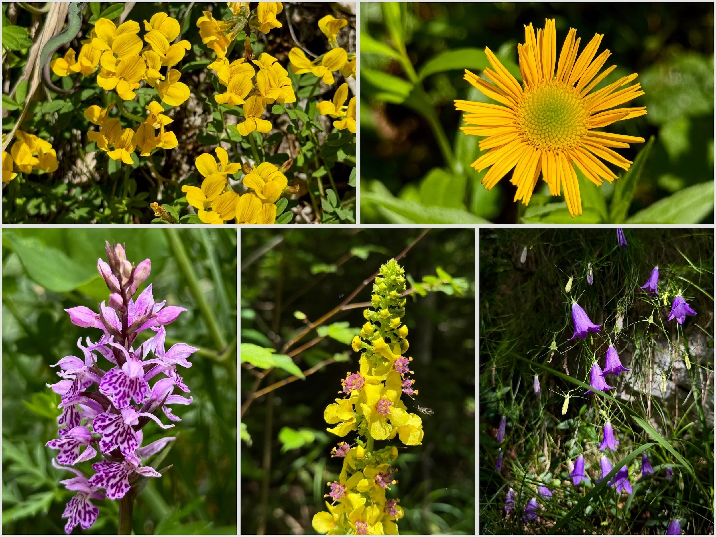 Flowers-Slovenia-183.jpeg
