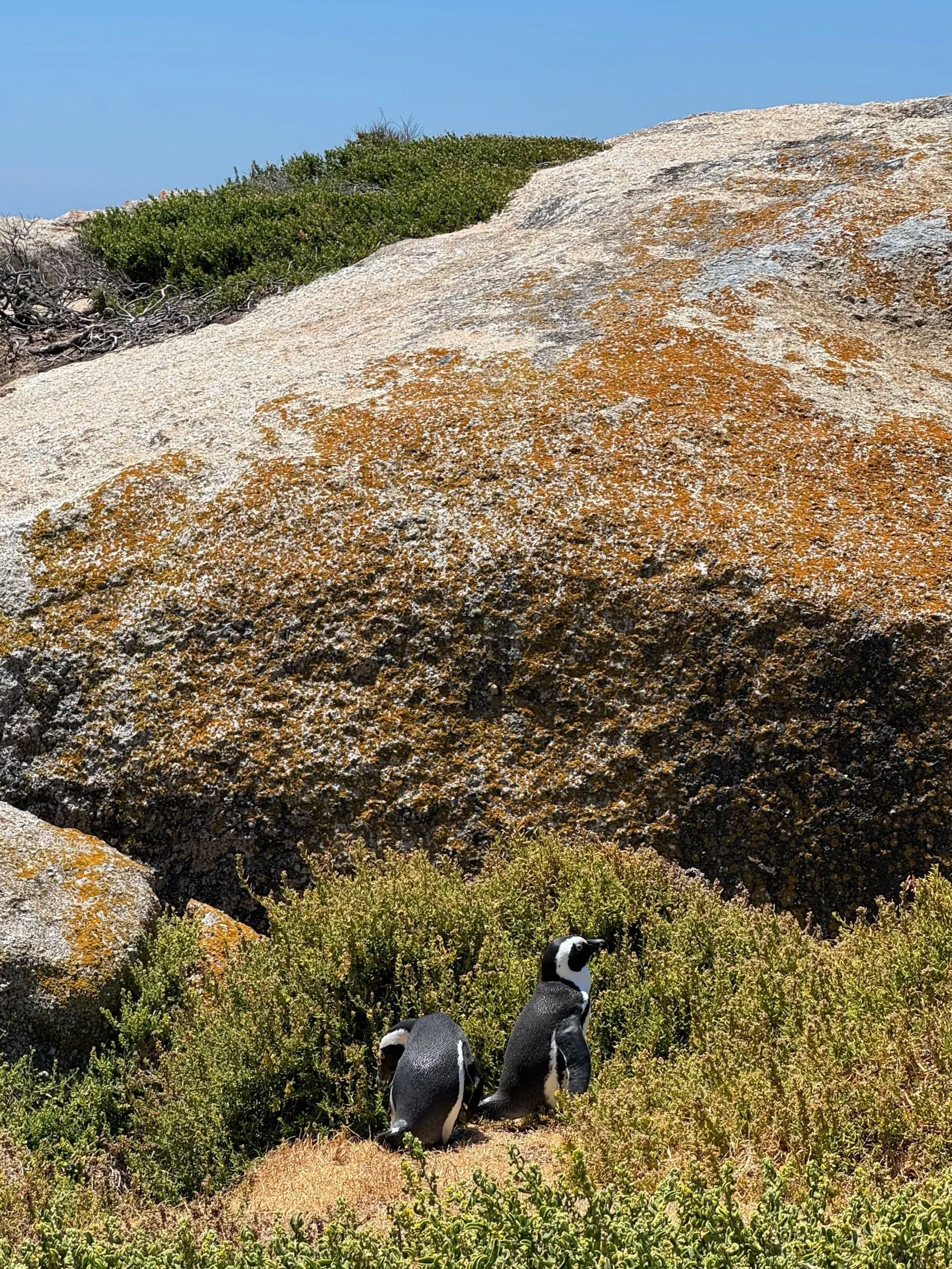 African penguins among the vegetation at Boulders Beach