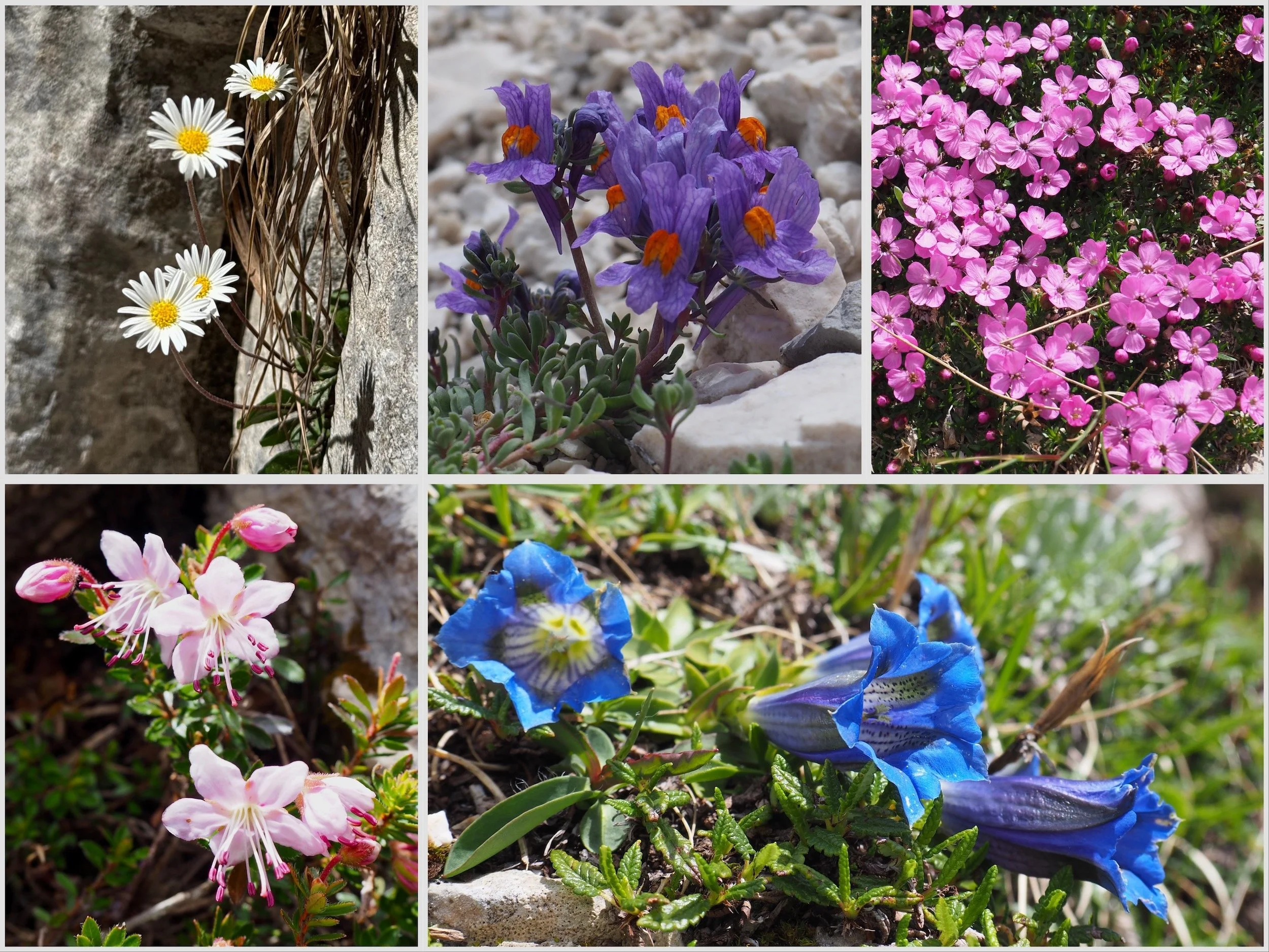Flowers-Slovenia-185.jpeg