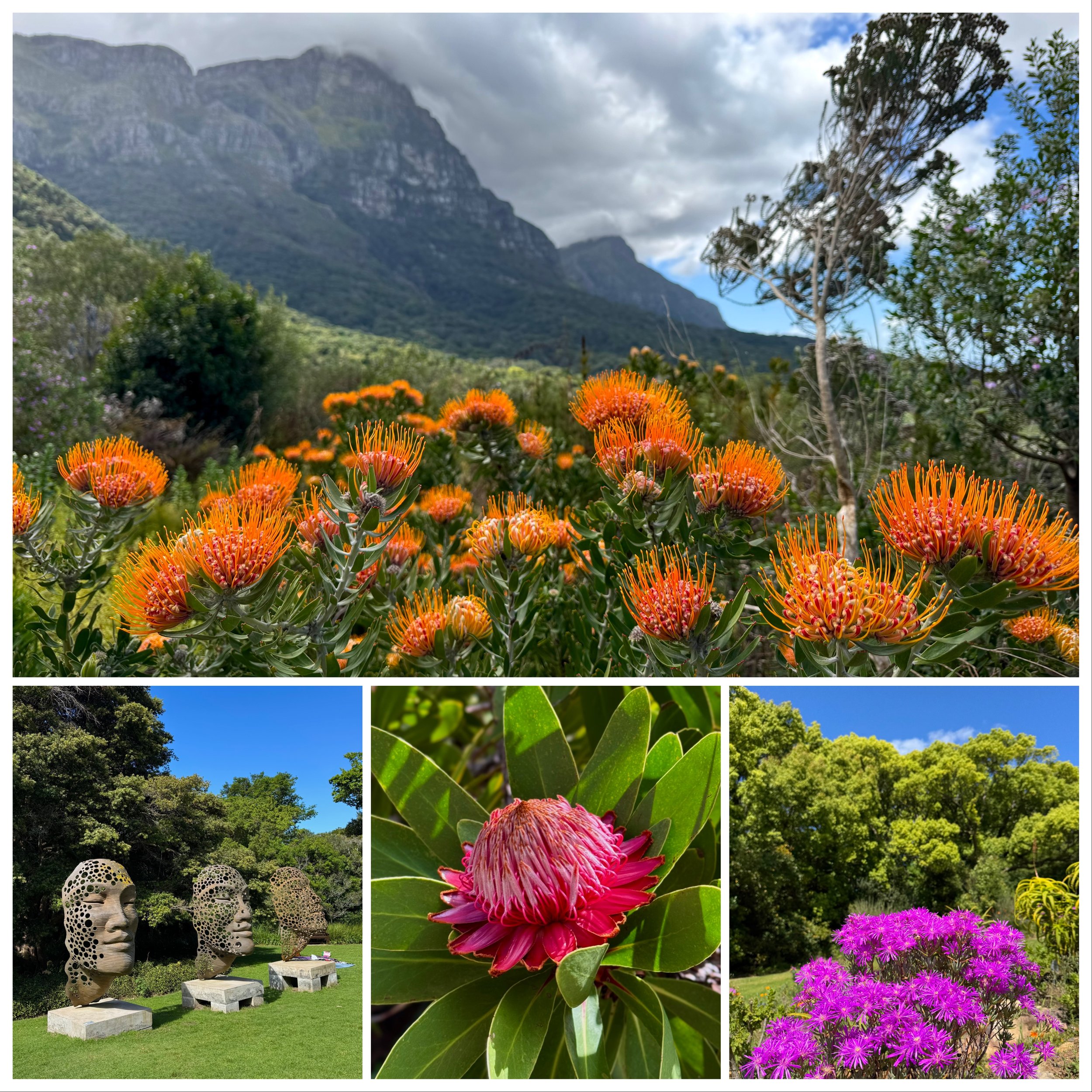 Kirstenbosch_CapeTown.jpeg