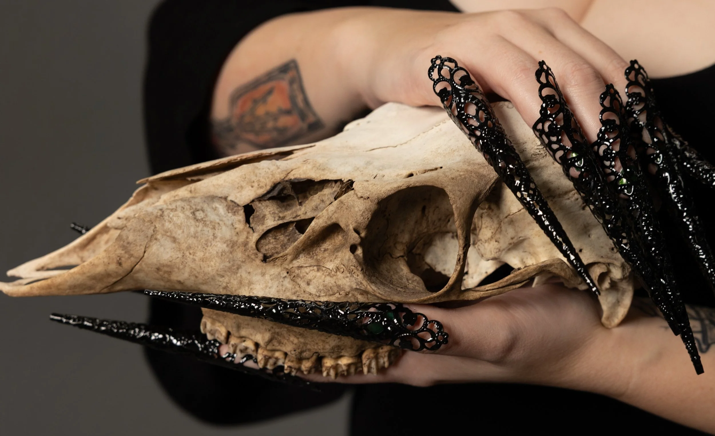 A person holding a large animal skull, possibly a deer or goat, with black lace gloves on their fingers. The person has a tattoo on their arm.