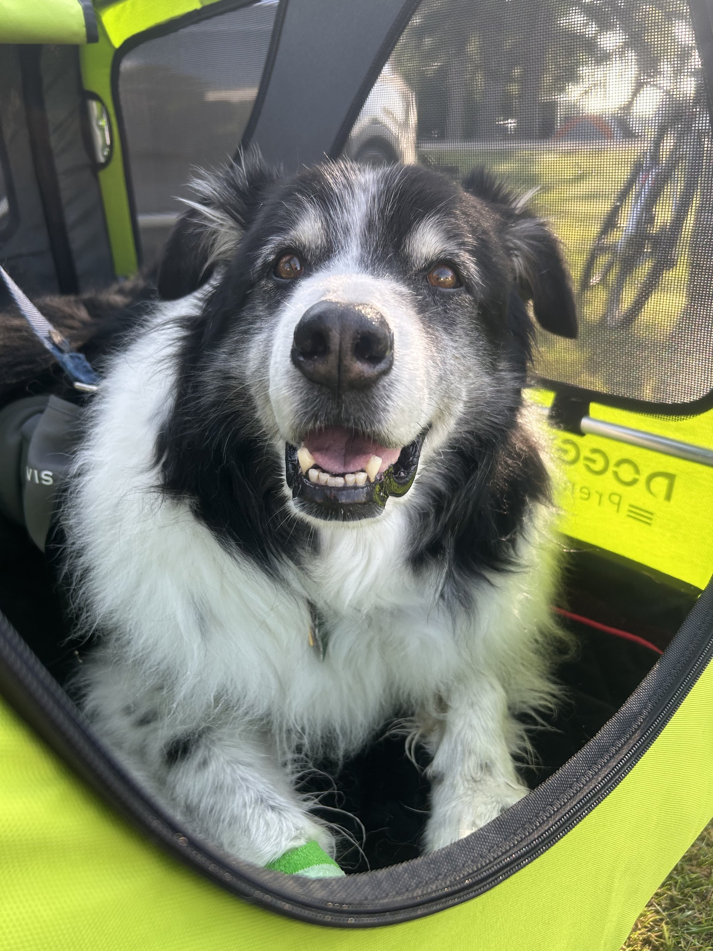 A happy black and white dog with a cheerful expression sitting in a bright yellow pet carrier, outdoors with trees and a bicycle in the background.
