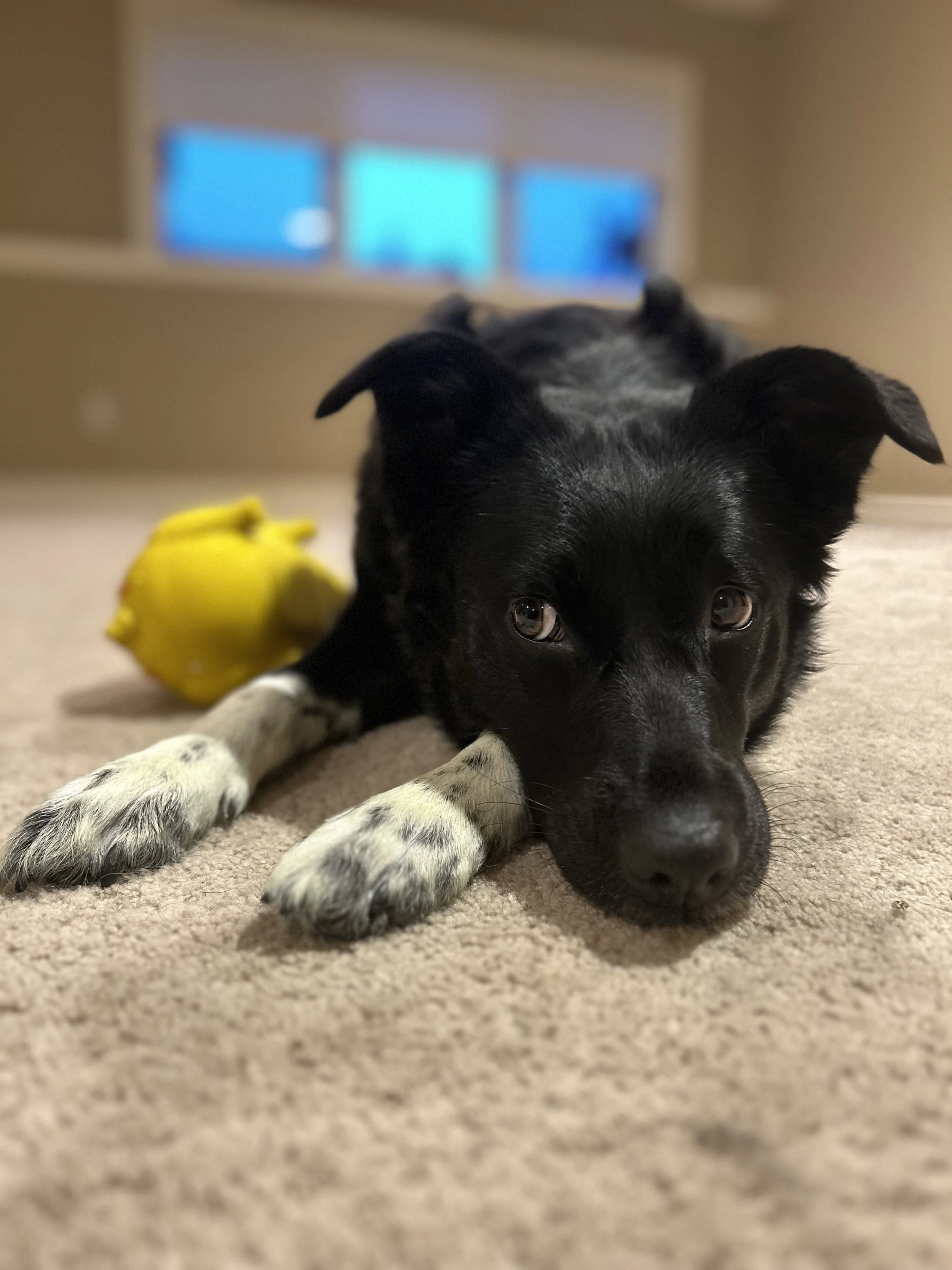 A black and white puppy lying on a beige carpet with a yellow toy in the background and a window with blue sky outside.