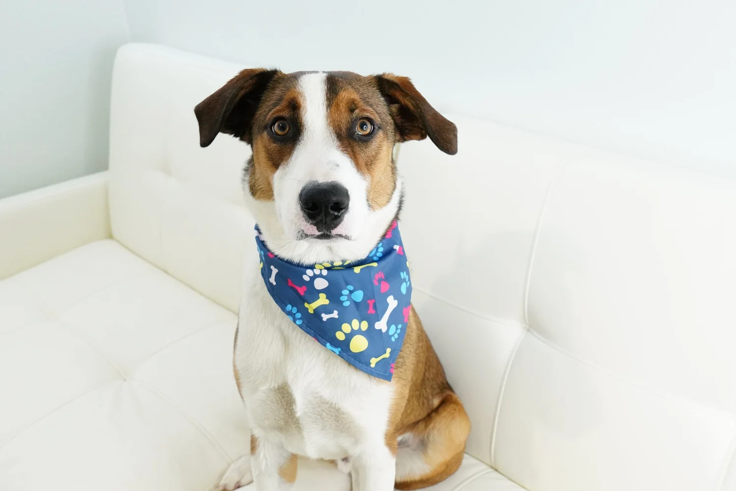 A dog with a brown, white, and black coat wearing a blue bandana with colorful bone and paw print patterns, sitting on a white couch.