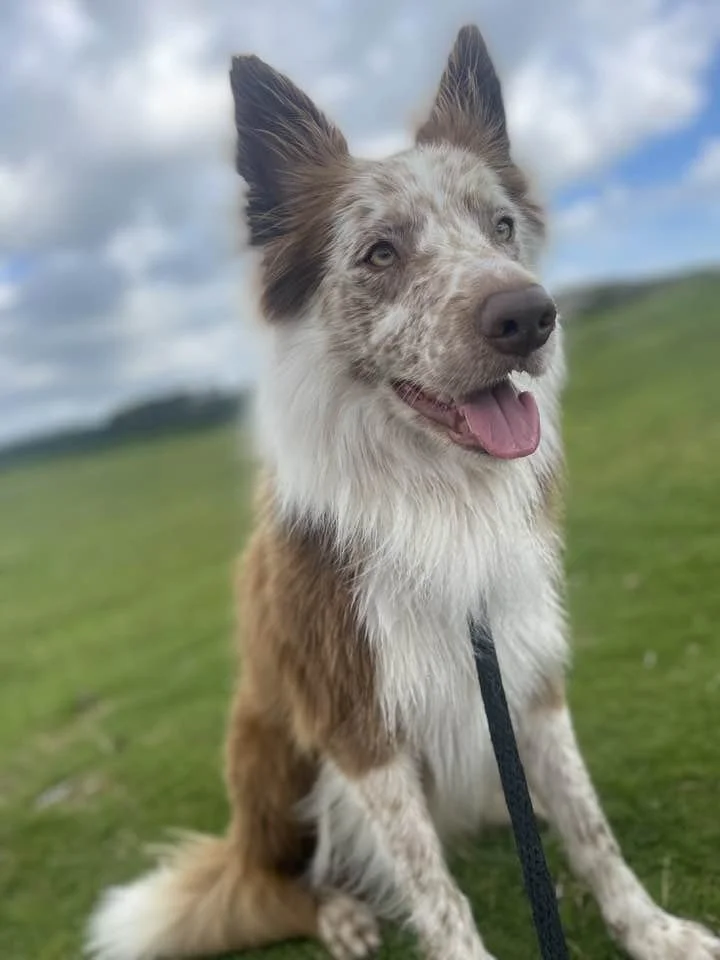 A happy Australian Shepherd dog sitting outdoors on green grass with a blue sky and clouds in the background.