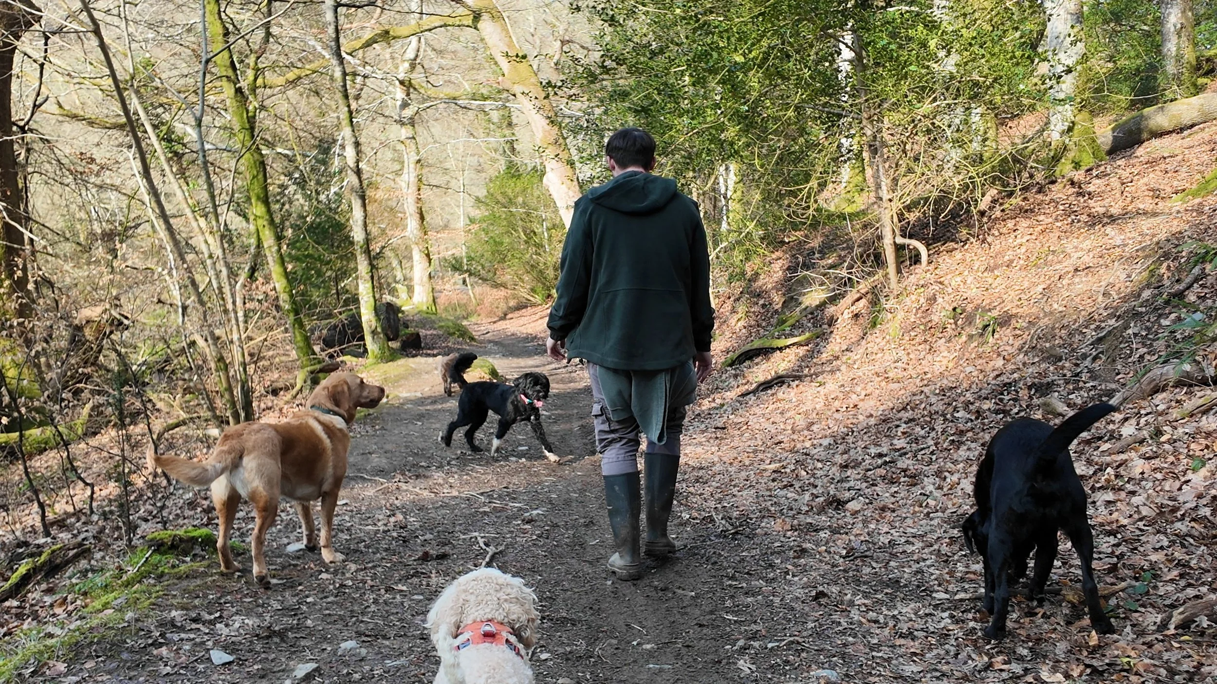 Working with fellow Walkers to walk their Pack