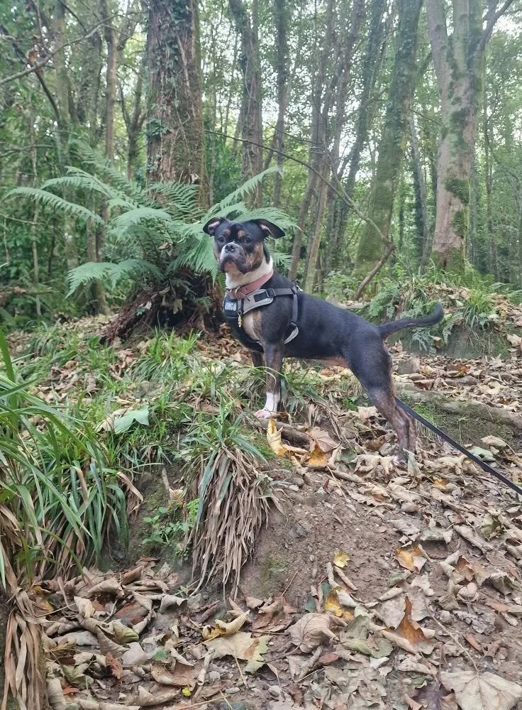 Storm enjoying her new found life of freedom.
"Couldn't recommend Josh enough. He did amazing with our 6 month old (at the time) French bulldog x Pocket Bully. knowing this breed could be stubborn we didn't expect the training to go as well as it did