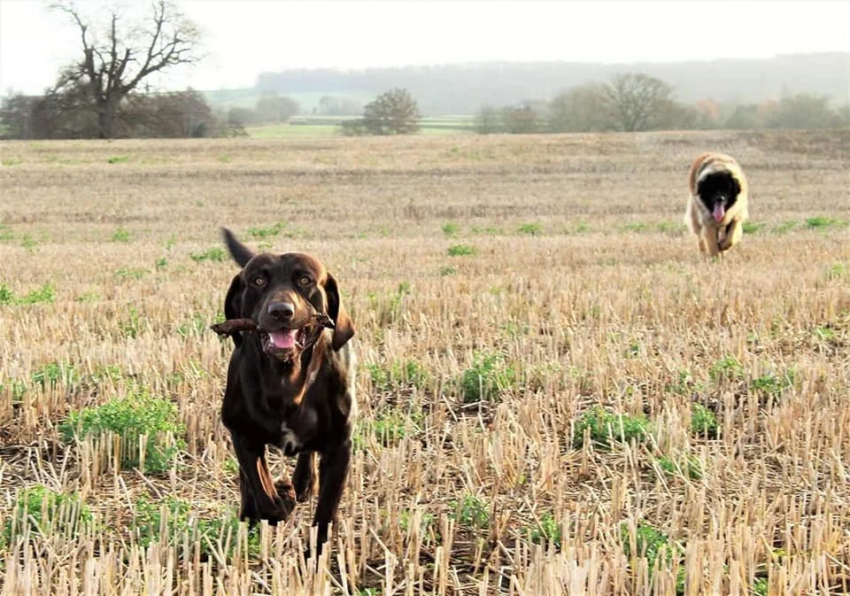 Two dogs running in an open field on a cloudy day, one brown with floppy ears and the other beige and black, both appearing happy.