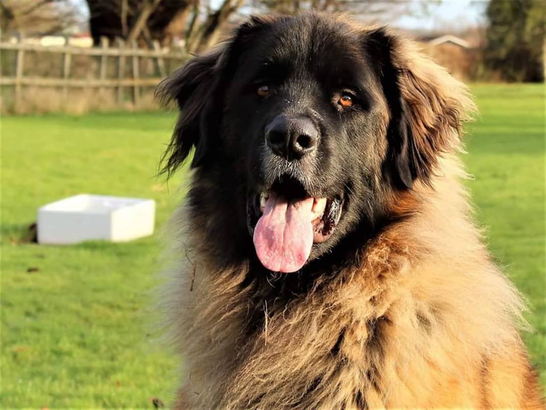 Dog Training solo session