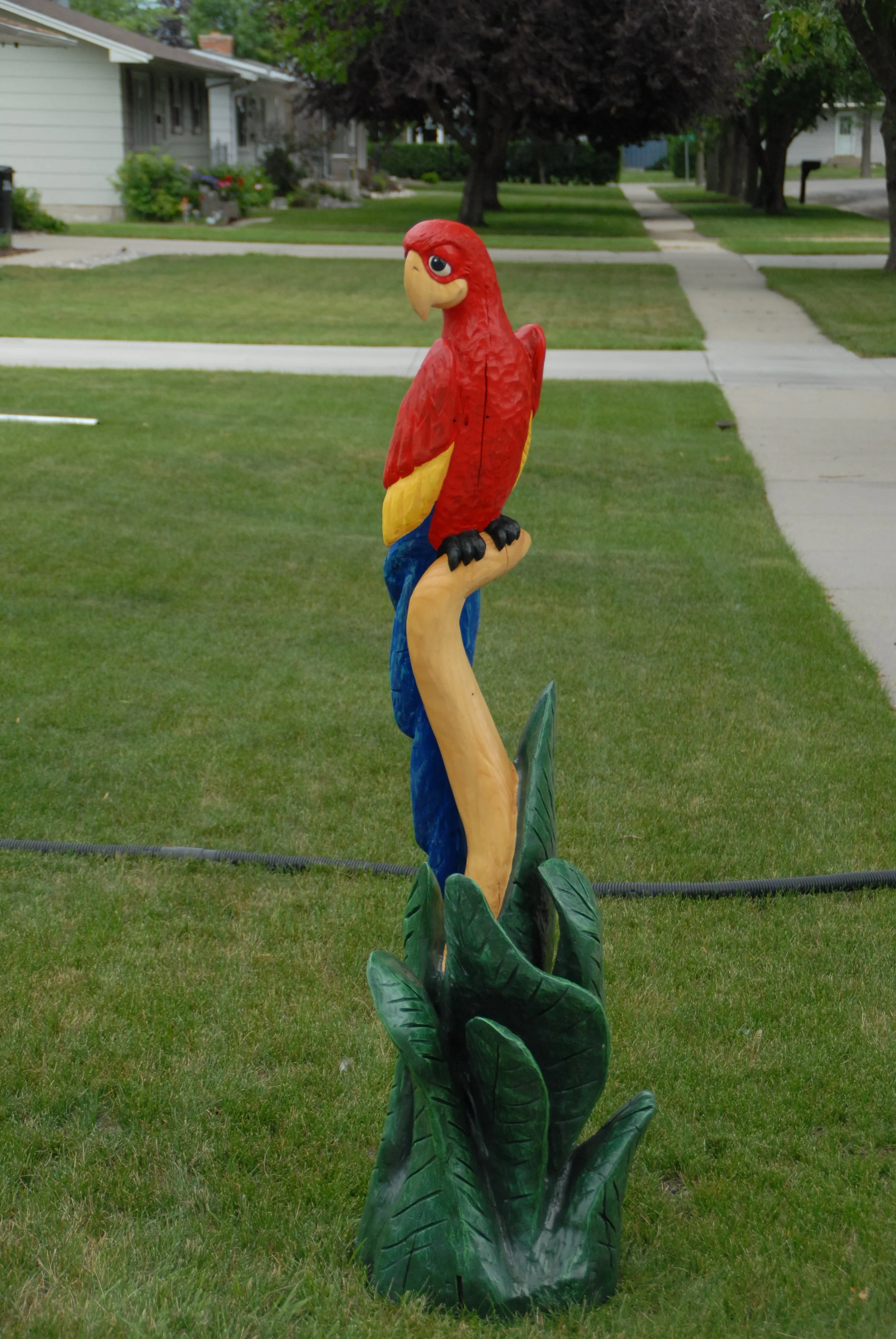 red parrot in  tree (3).JPG