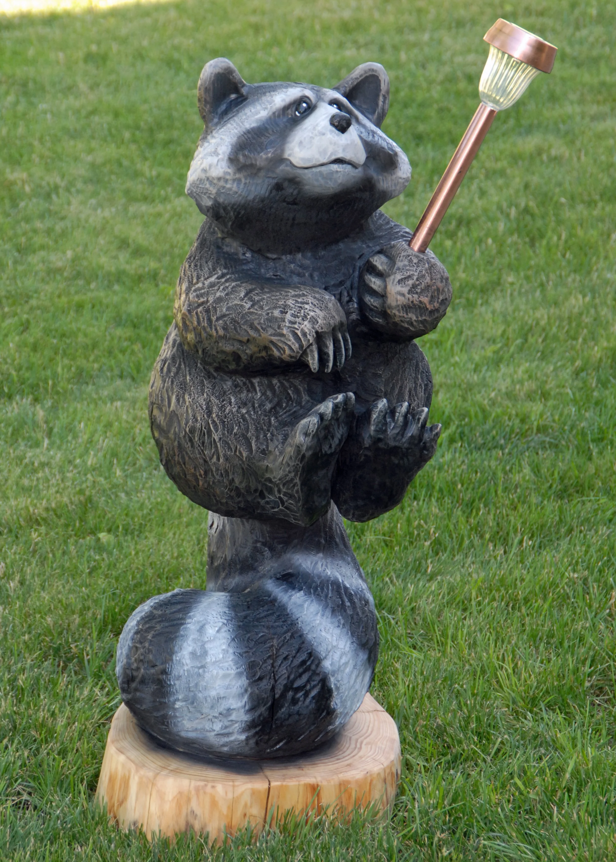 spring tail raccoon (3).JPG