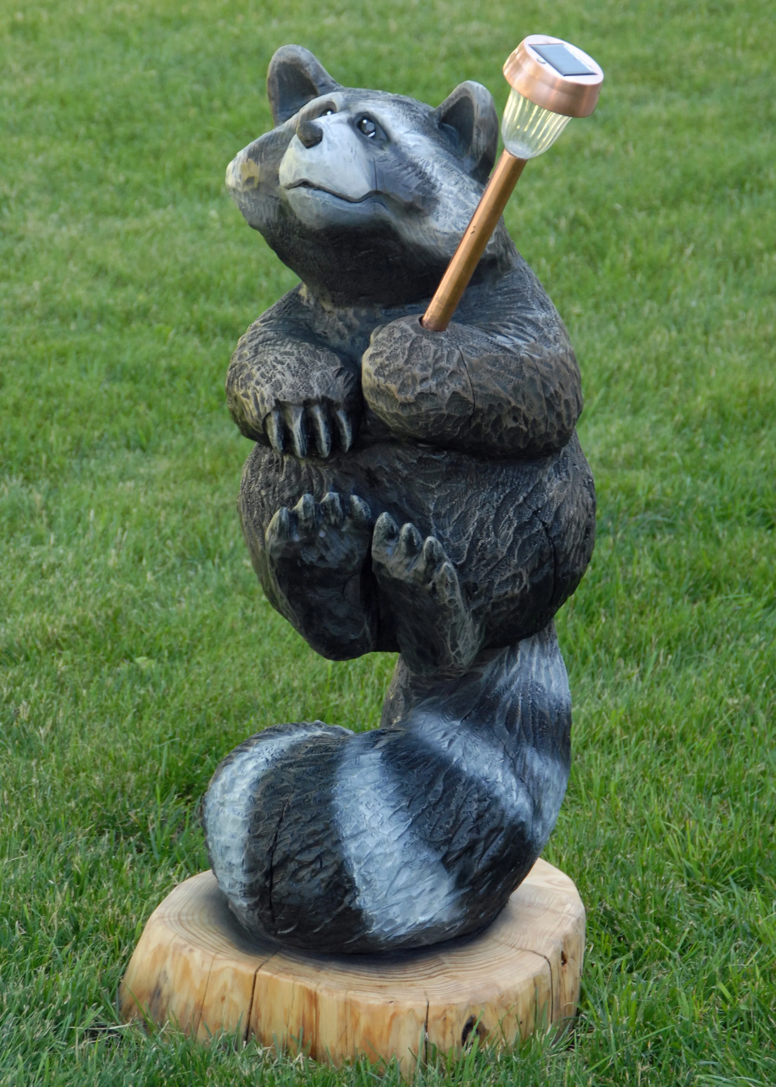 spring tail raccoon (4).JPG