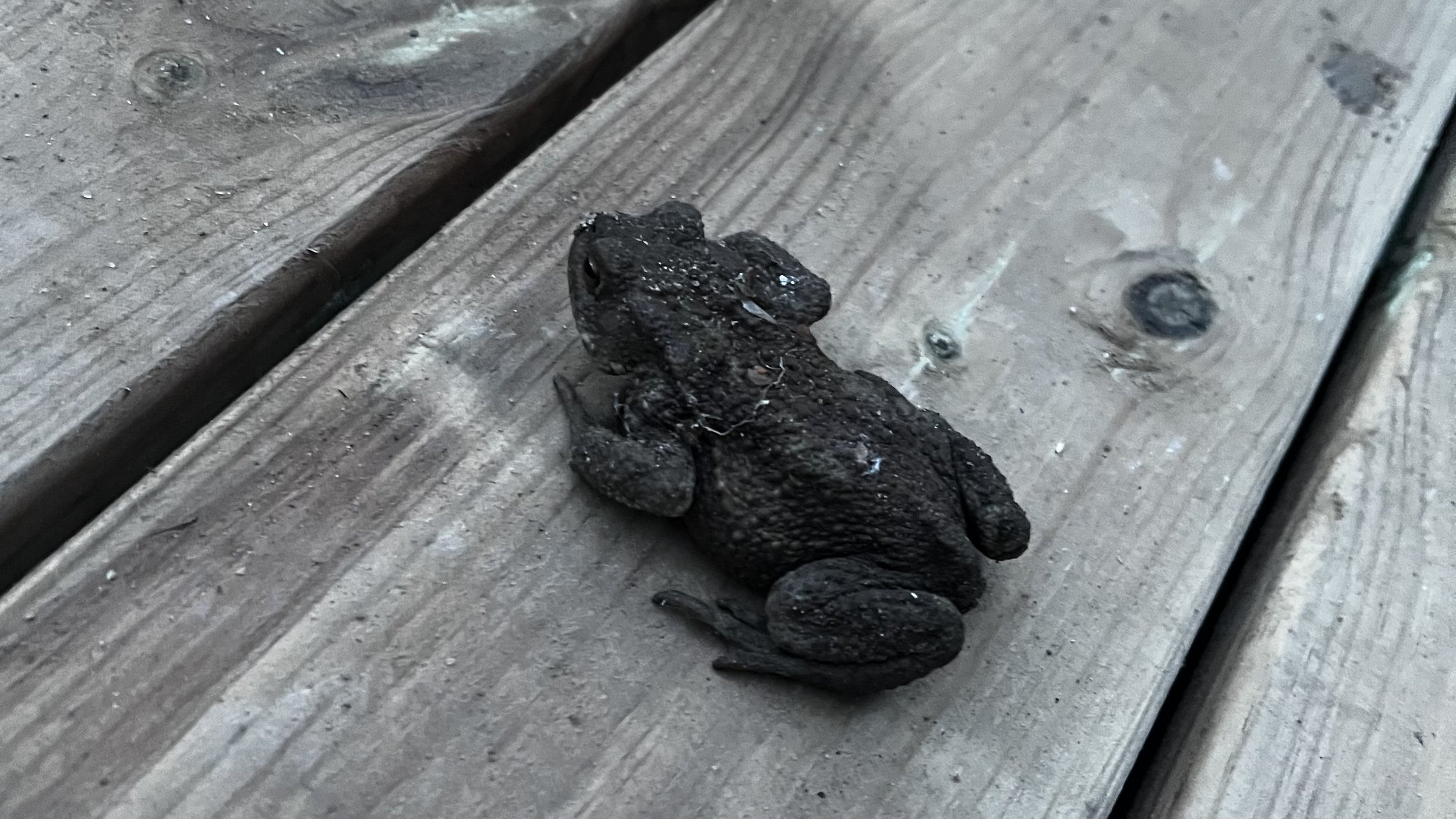 Unsere Kröte ist wieder da