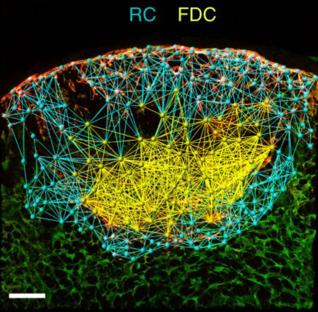 Mapping Chemokine Gradients In Vivo