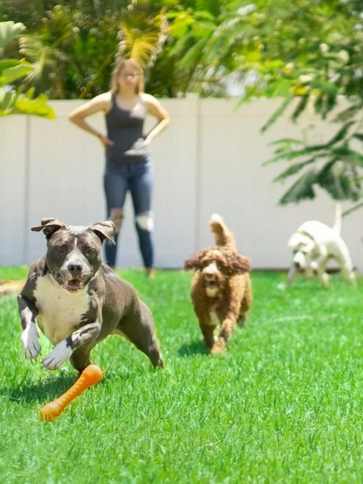 One Hour Behavior Consultation (virtual)