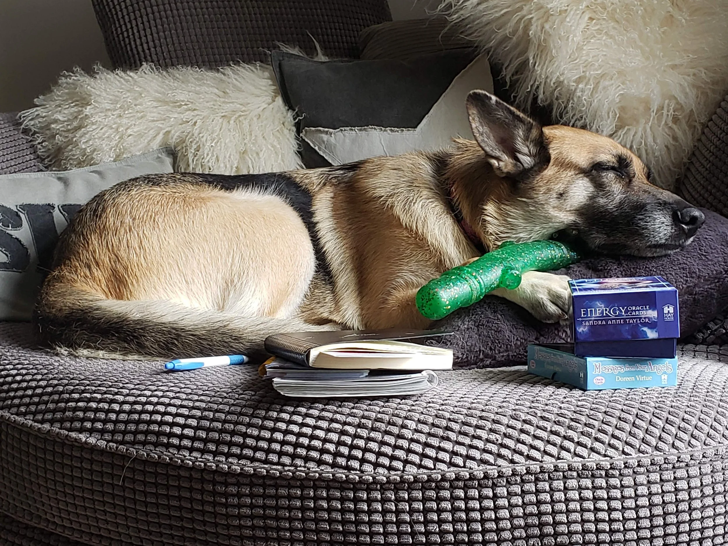 Canine Enrichment Coaching
