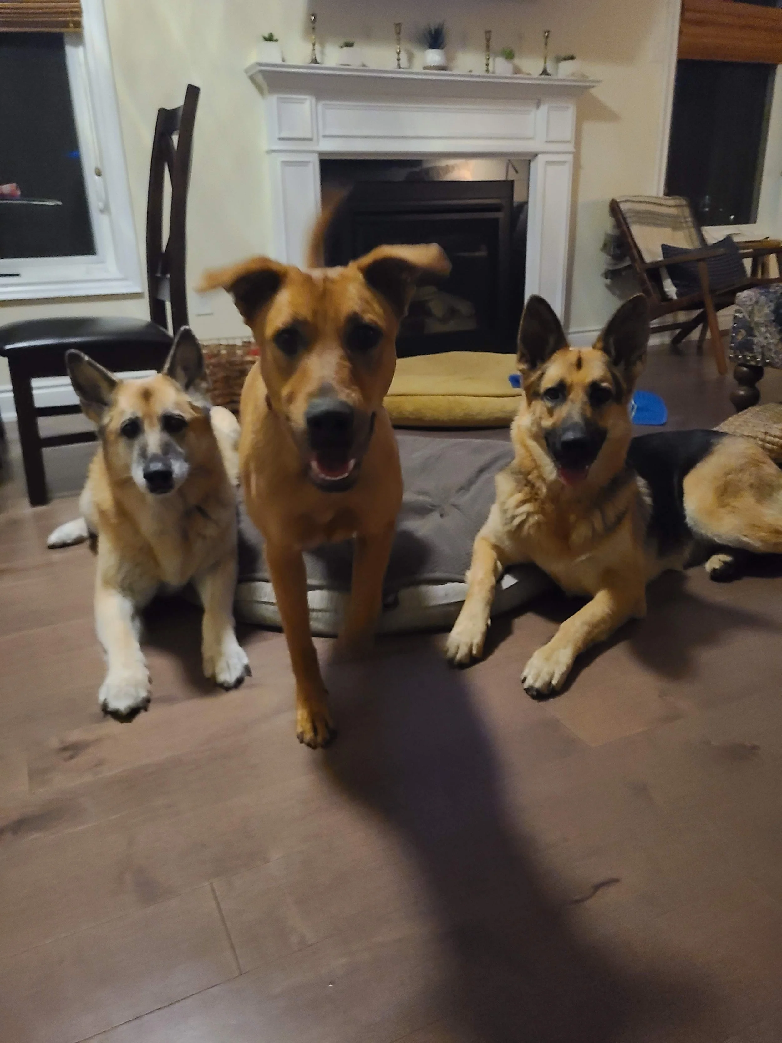 Living Peacefully in a Multidog Home