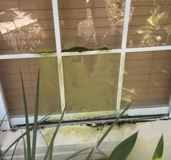 Dirty window with green mold and dirt buildup on the bottom frame, with some plants and reflections visible outside.