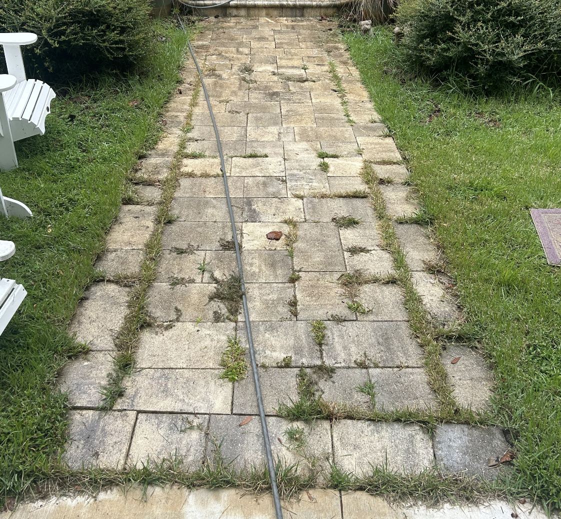 An outdoor stone pathway with grass and weeds growing between the stones, bordered by grass on both sides, with a garden hose running along the middle.