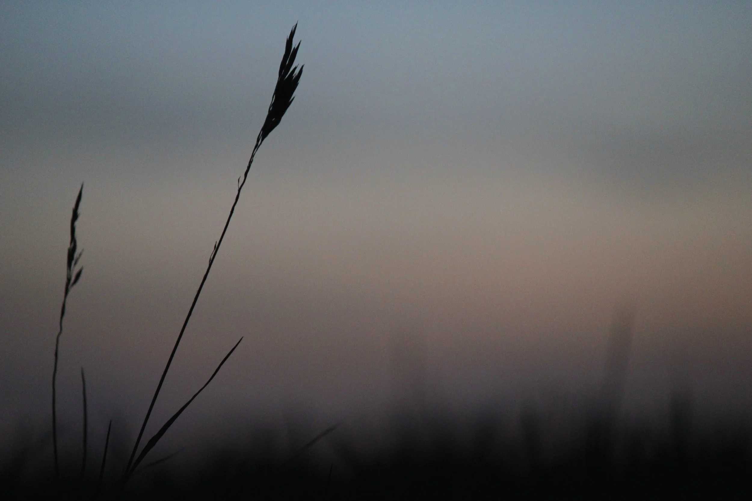 A peaceful landscape view of the Kansas horizon at sunset, representing the grounded and rooted approach to wellness at Taproot Acupuncture & Herbal Medicine in Newton, KS.