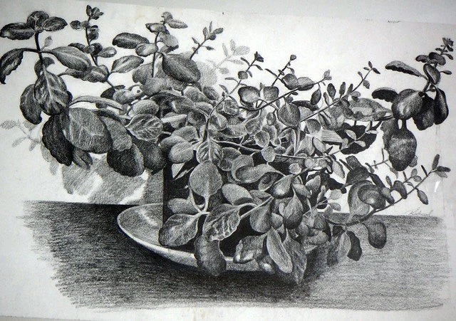 A black and white drawing of a potted plant with rounded leaves placed on a flat surface.