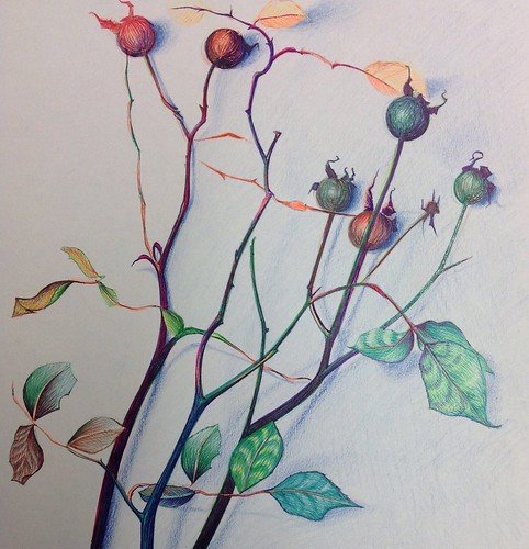 A drawing, with an eye for composition of a plant with thin branches, green leaves, and round, reddish and green seed pods or buds.