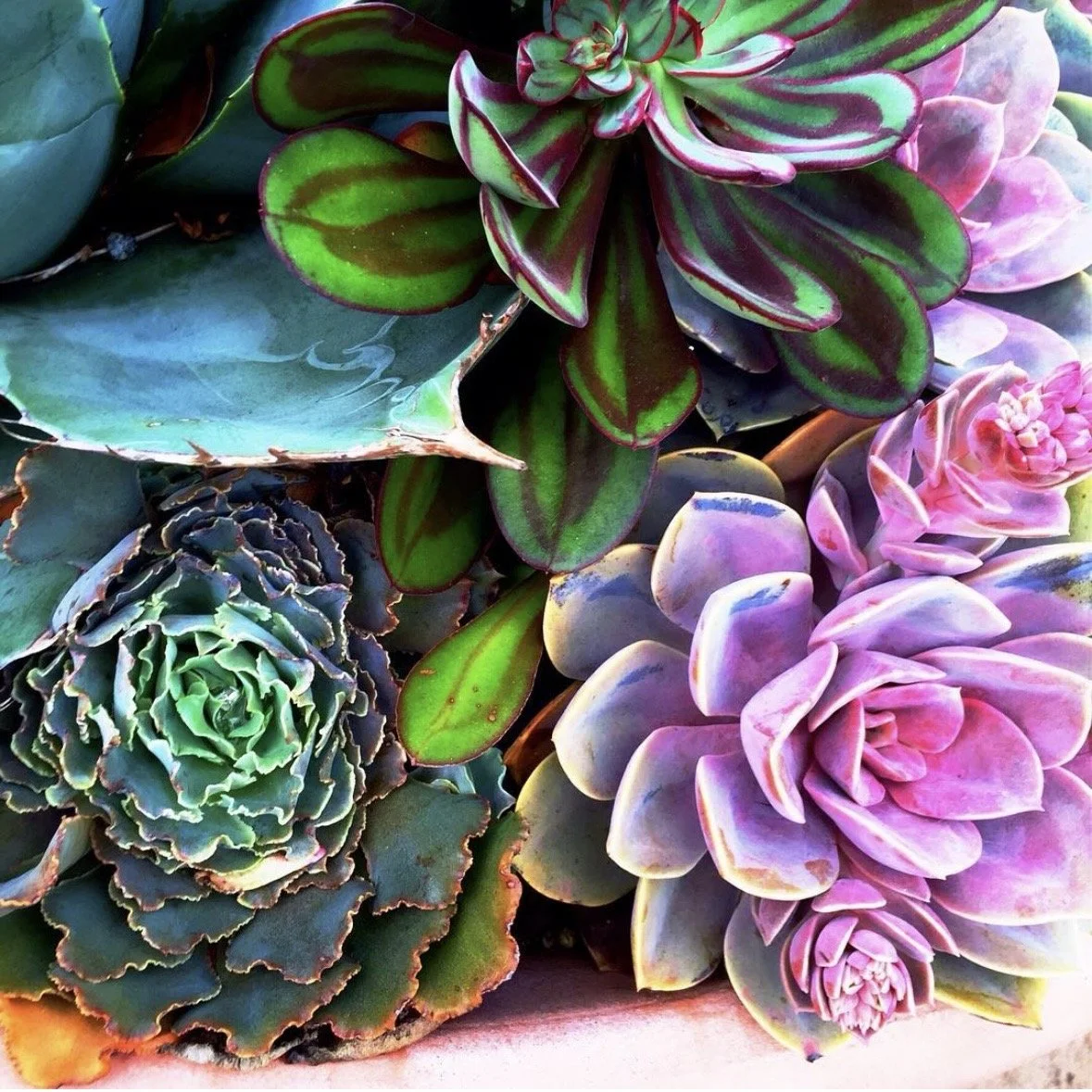 A green and pink floral design featuring succulent plants by Dana Savoca Tietze