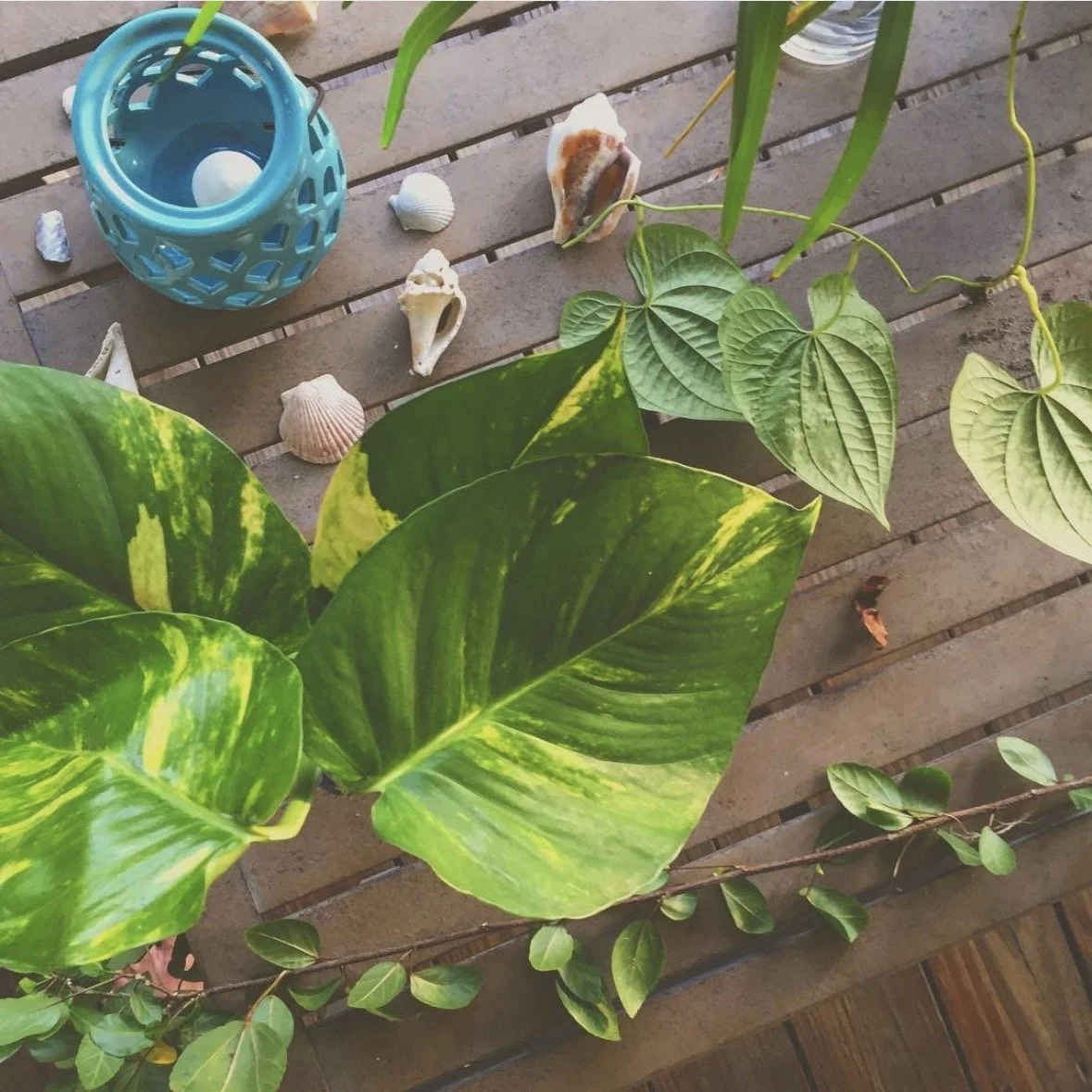A wooden surface with green plants, seashells, and a blue container holding a ball and a green straw.