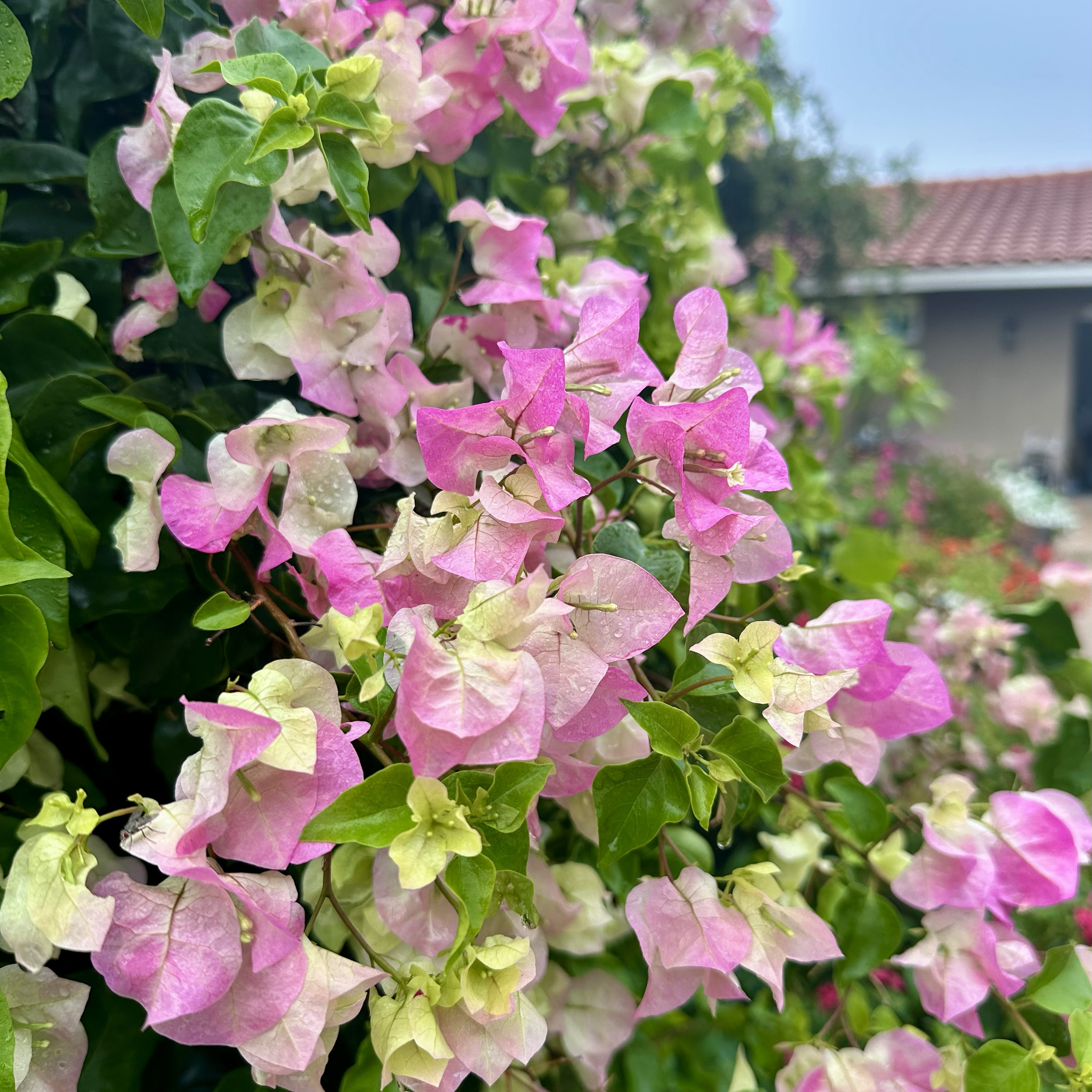 Bougainvillea in tones of pink, white, and green sit before an orange tile roof