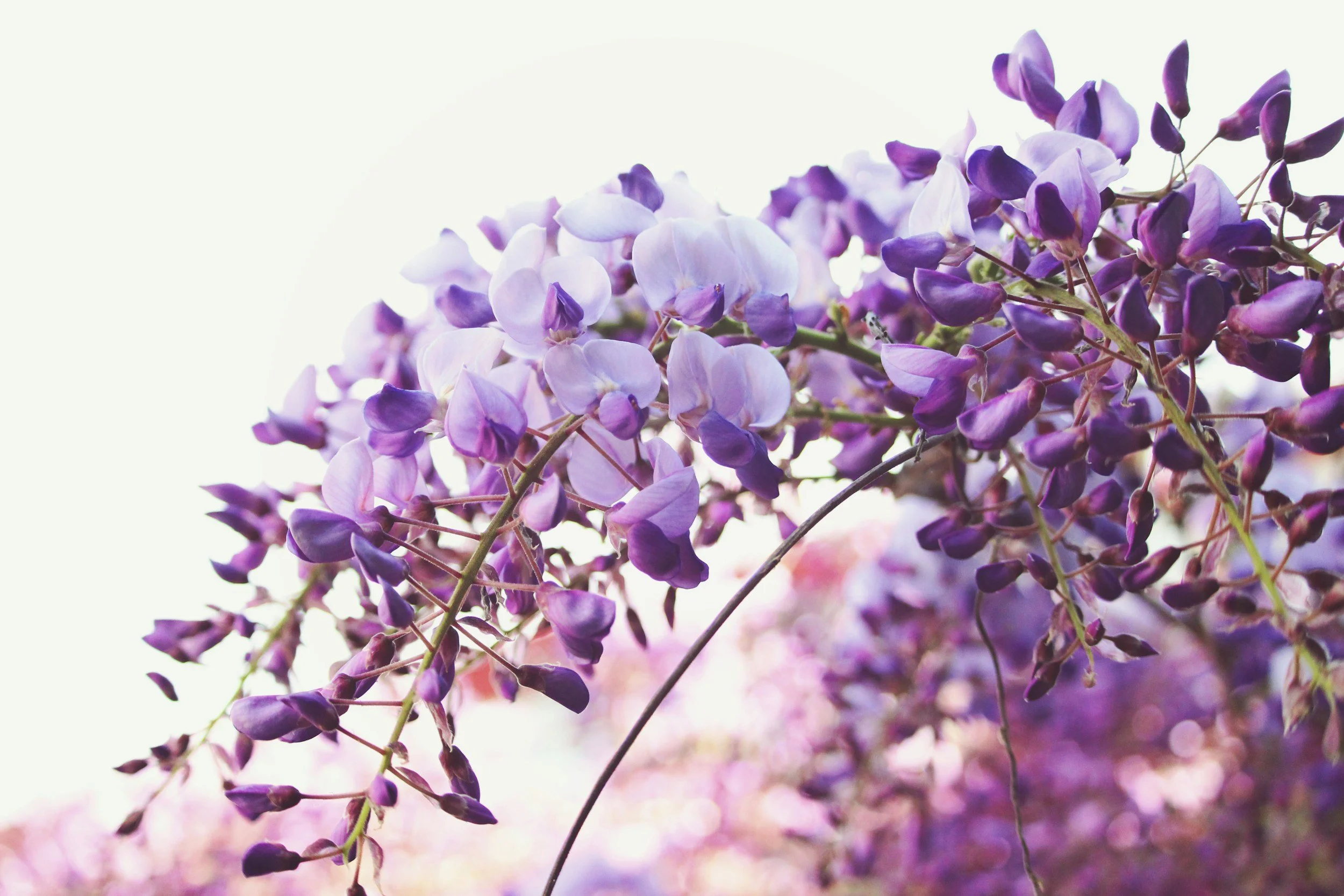 Close-up of purple wisteria flowers hanging from a vine with a bright background