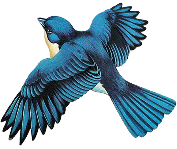 Blue bird with outstretched wings in flight against a transparent background.