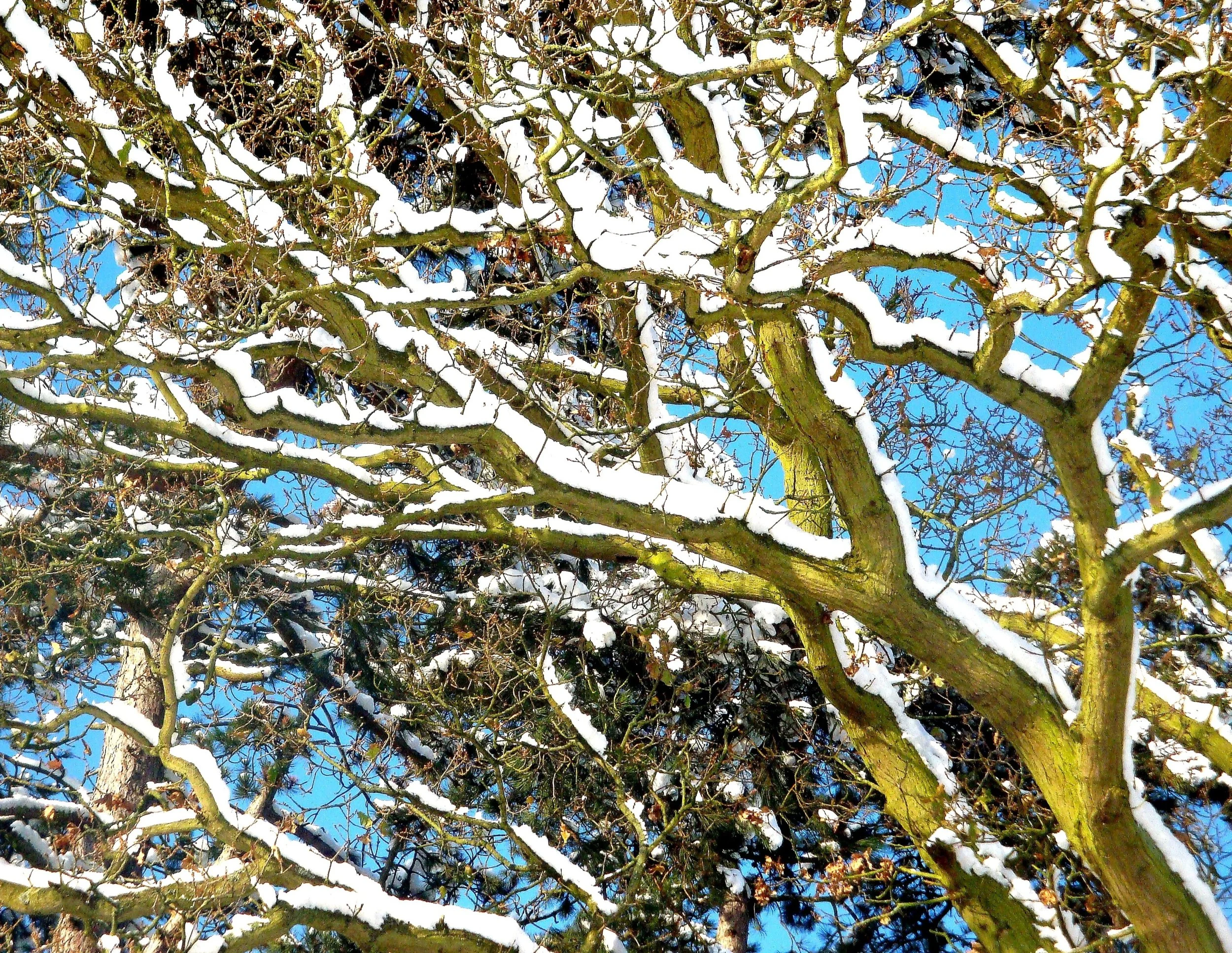 Snow Branches, Bucks