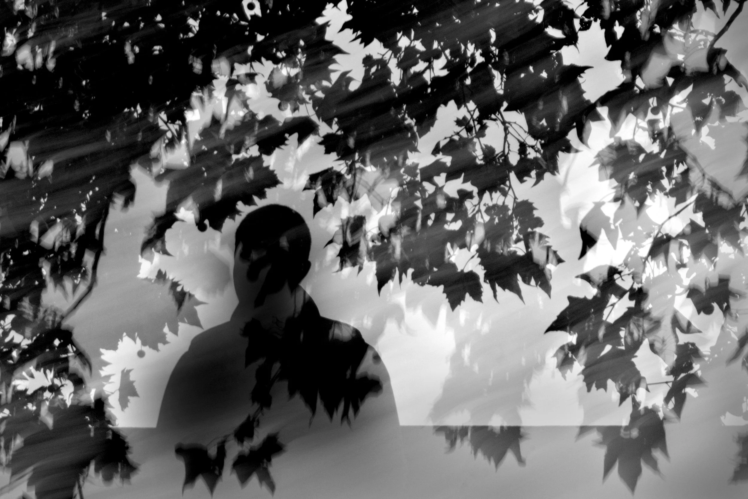 Canopy