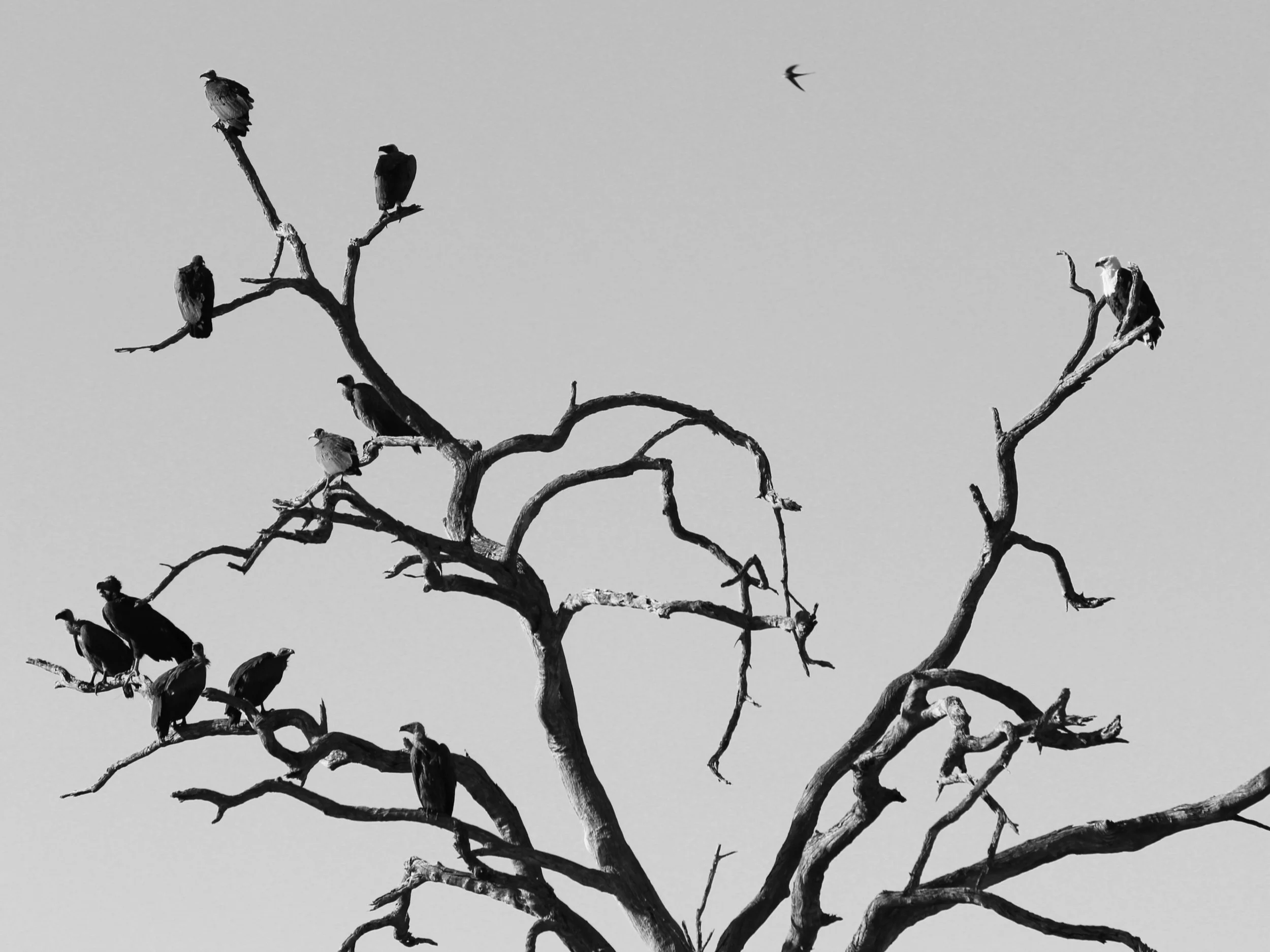 Vulture Committee, Okavango Delta, Botswana