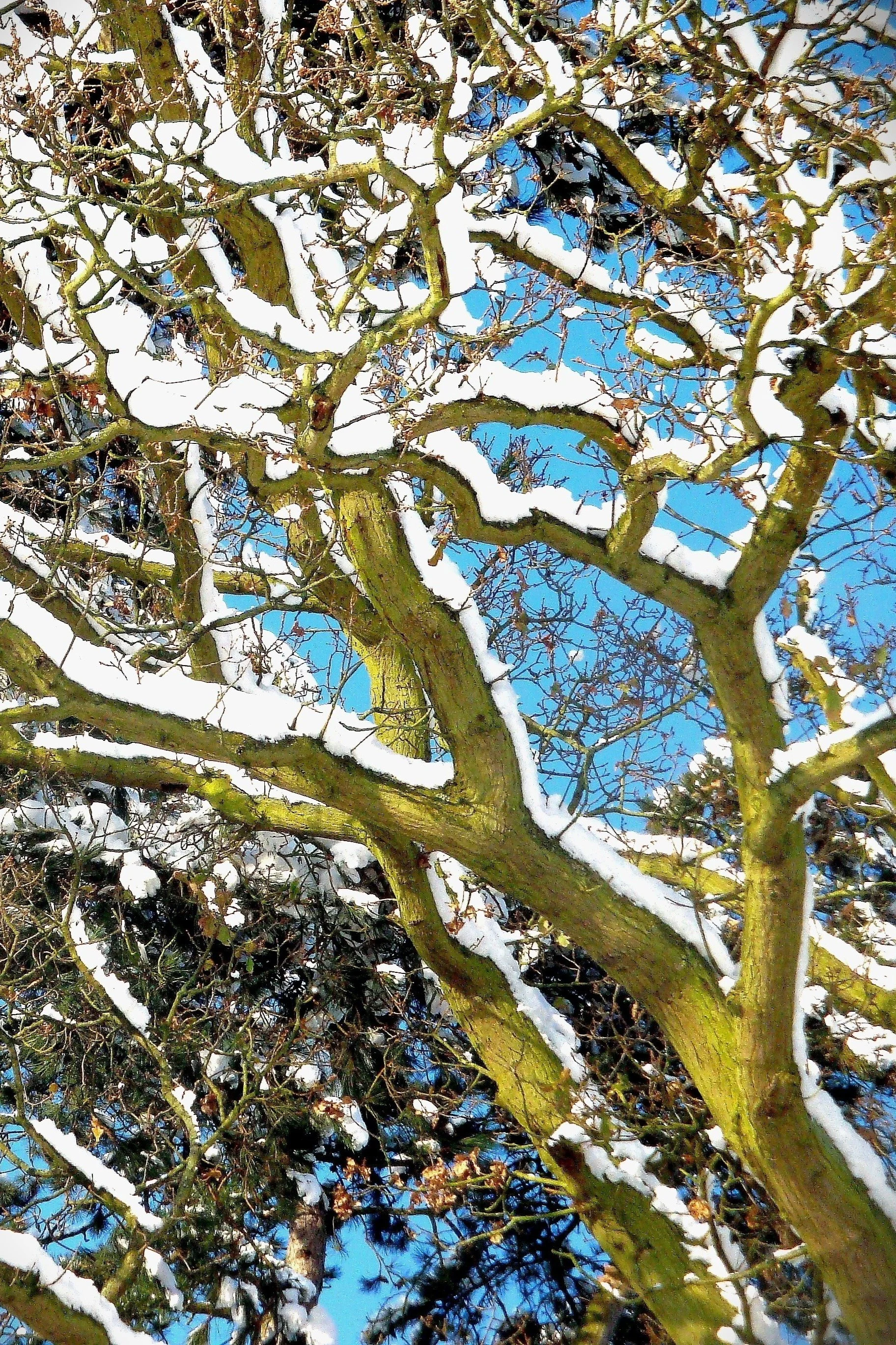 Snow-covered Oak, Bucks, UK